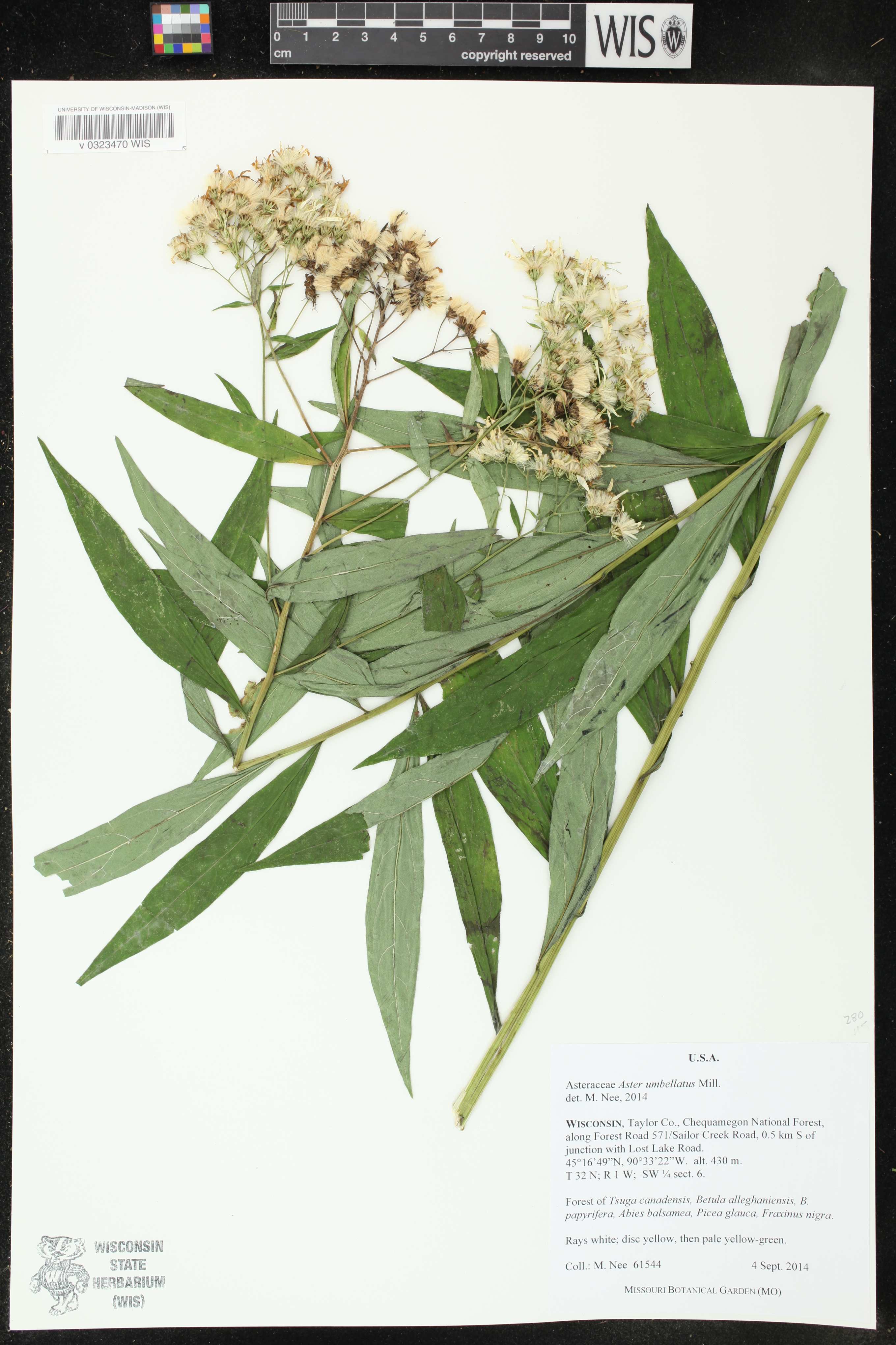 Doellingeria umbellata image