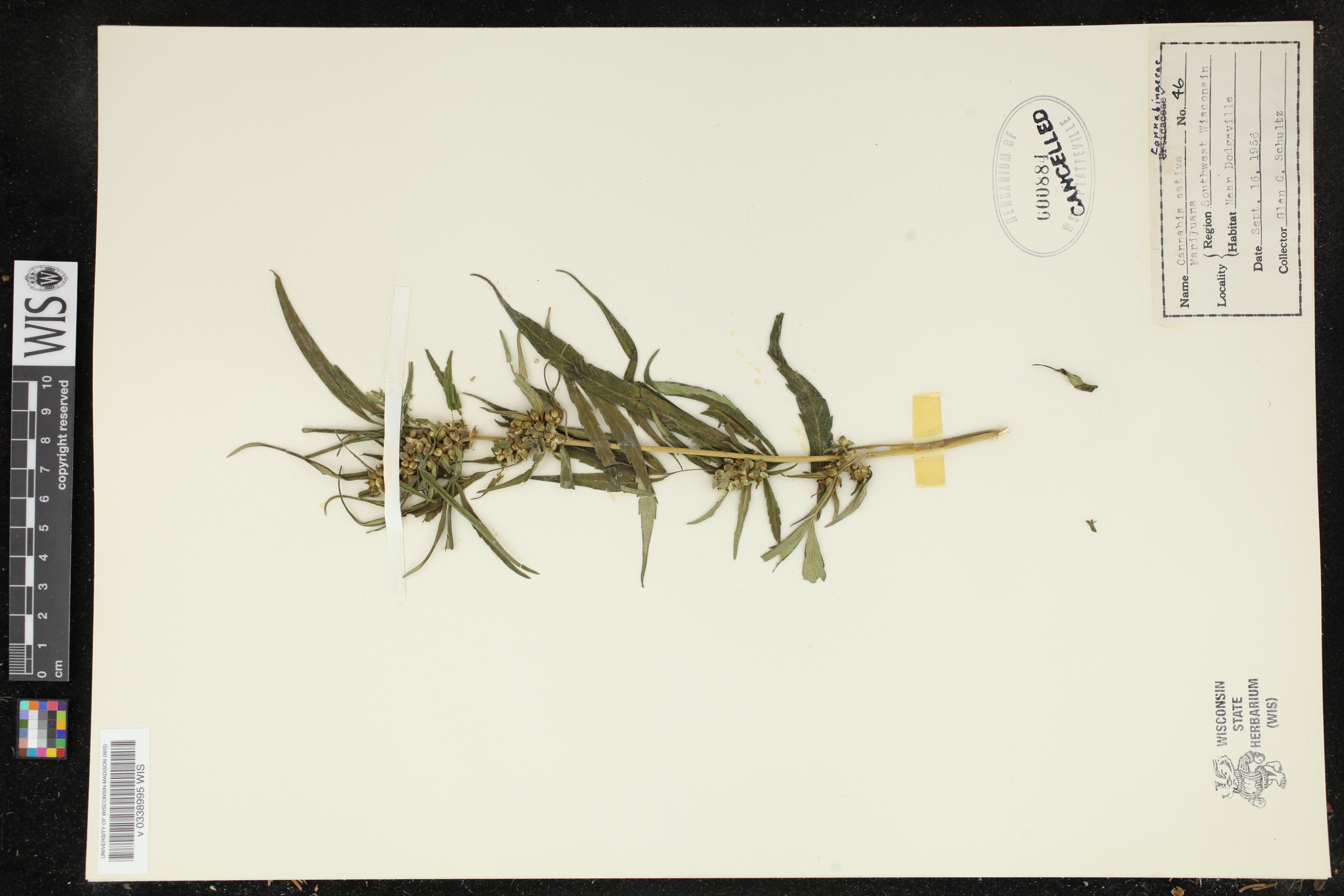 Cannabis sativa image