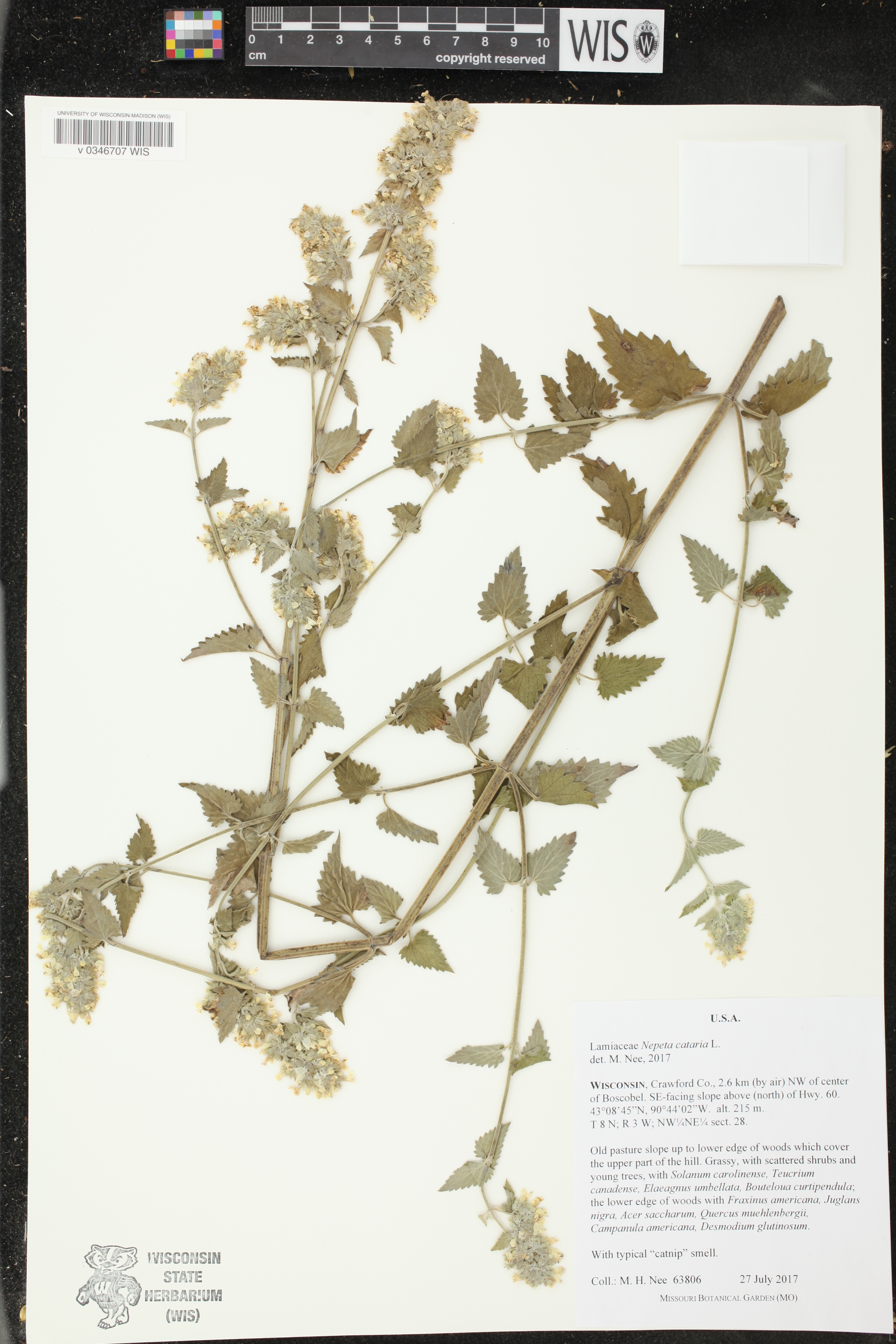 Nepeta cataria image