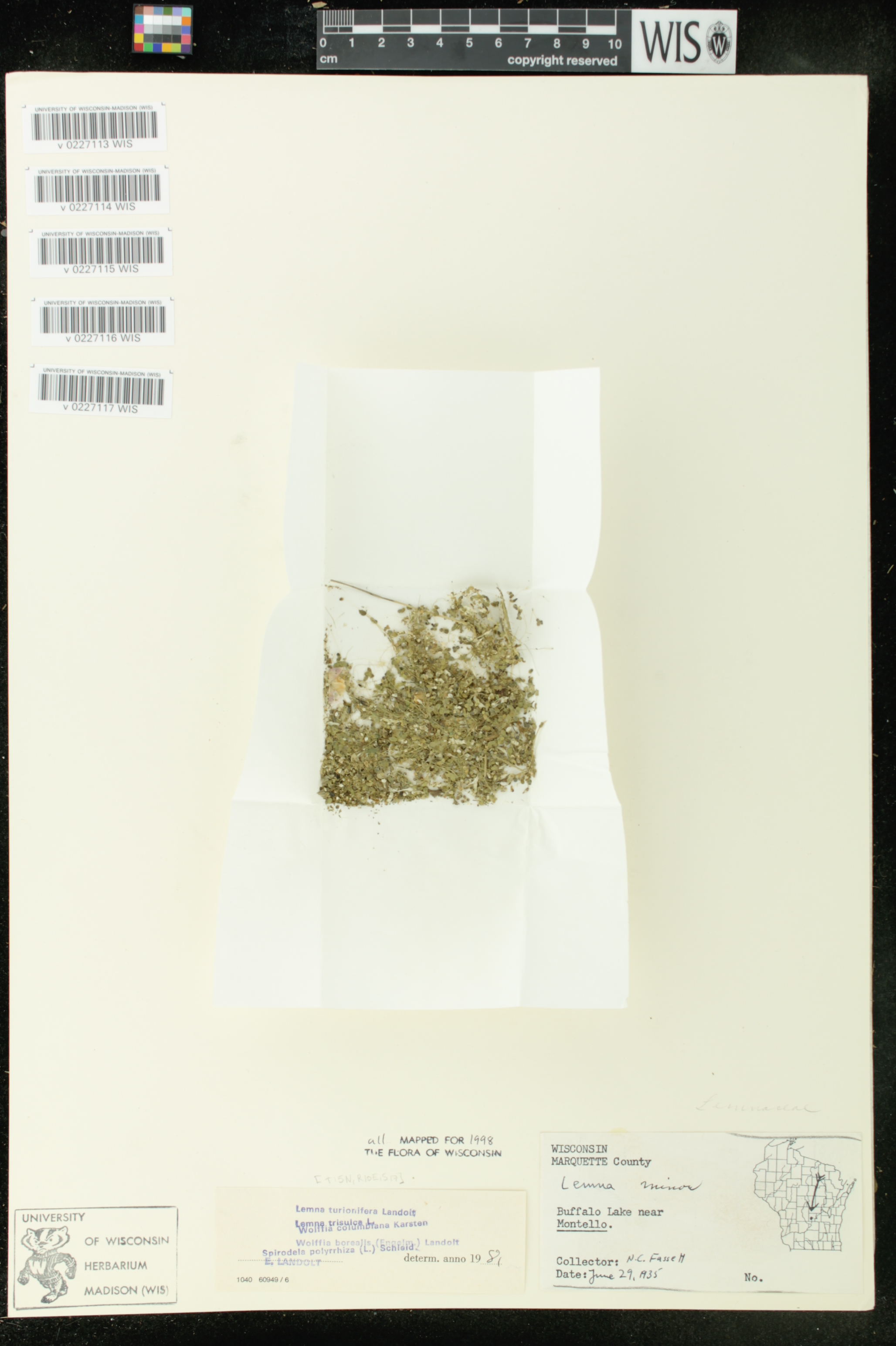 Wolffia columbiana image