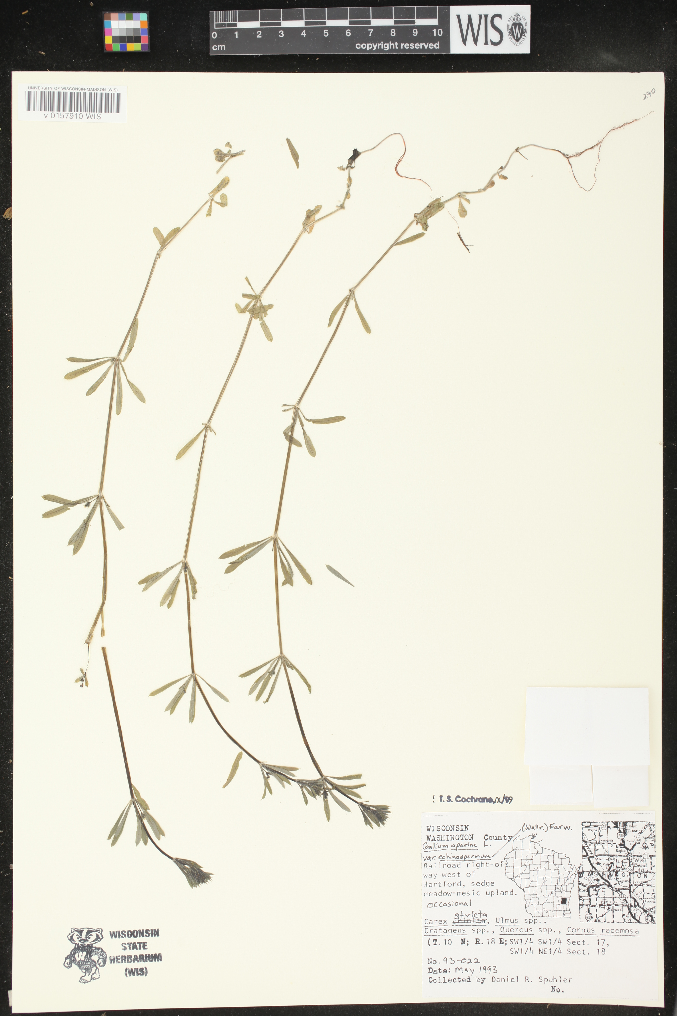 Galium aparine image