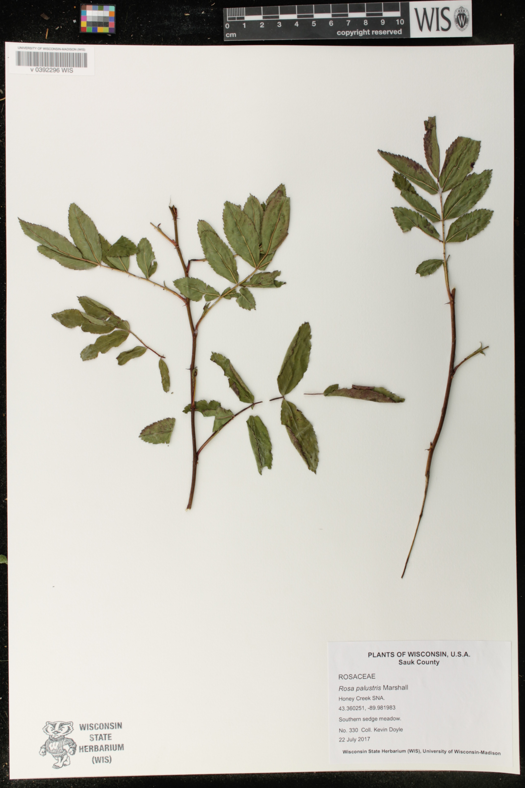Rosa palustris image