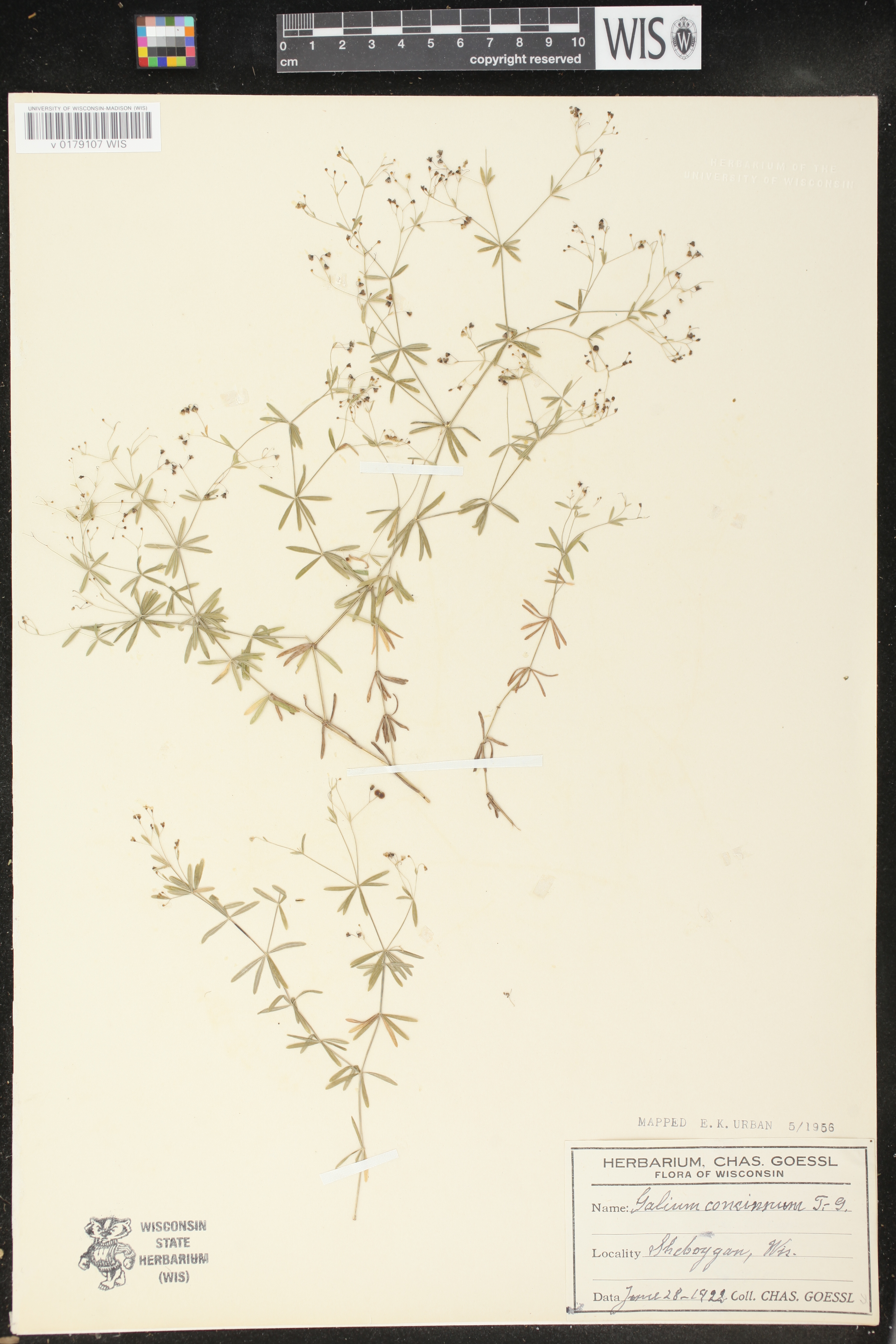 Galium concinnum image