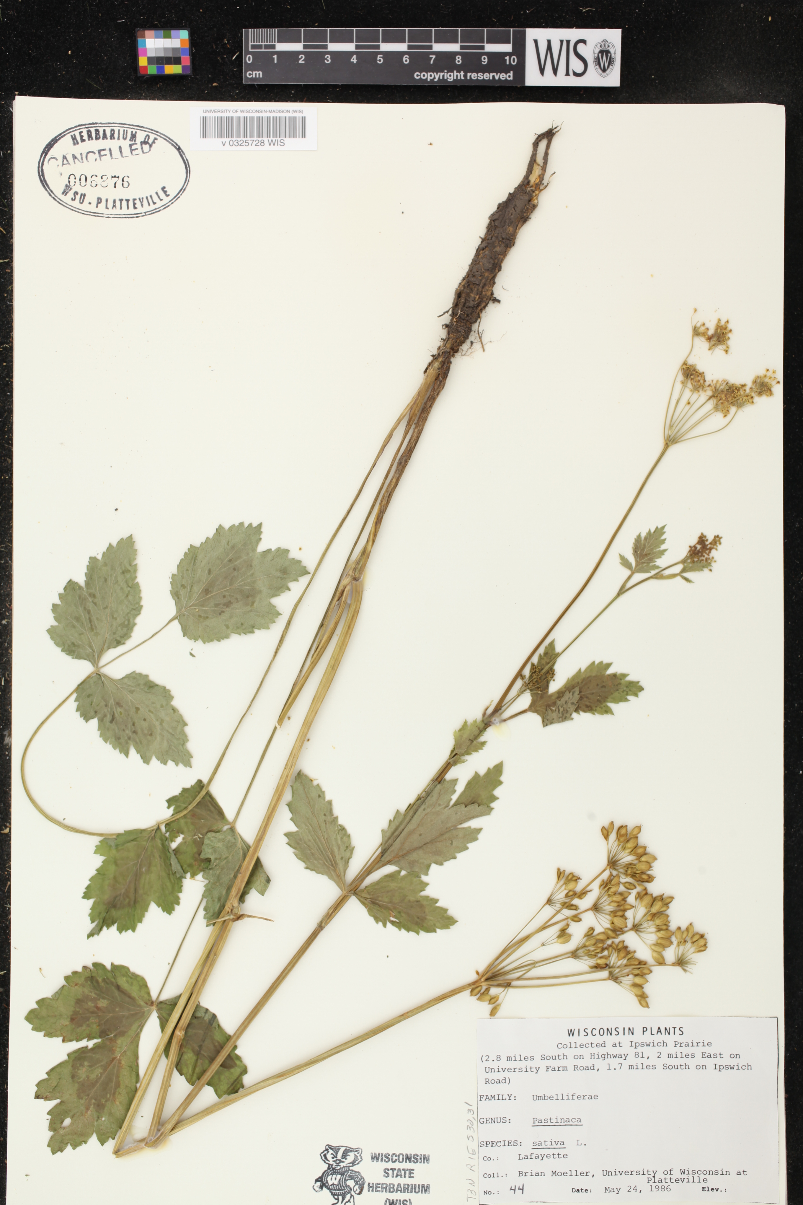 Pastinaca sativa image