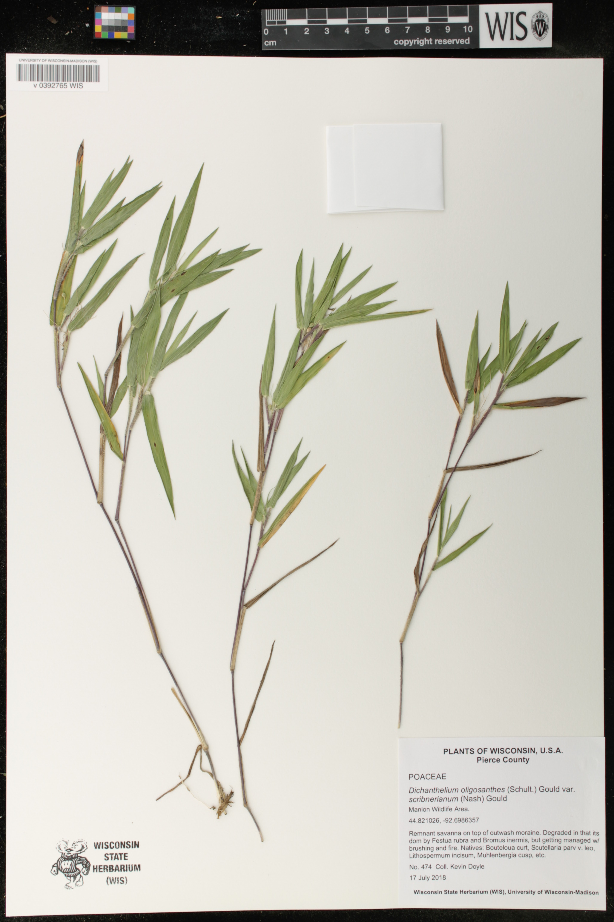 Dichanthelium oligosanthes var. scribnerianum image