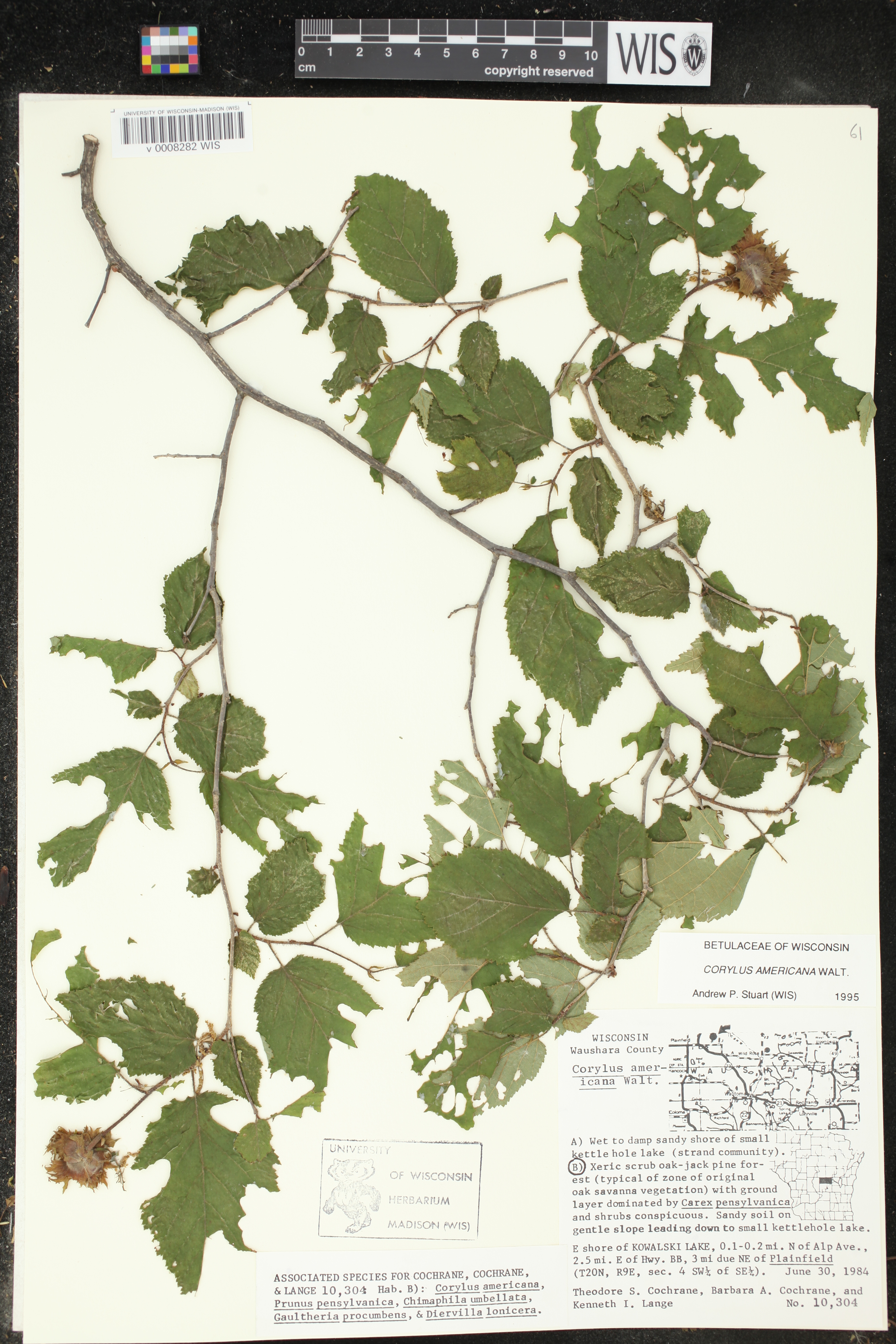 Corylus americana image