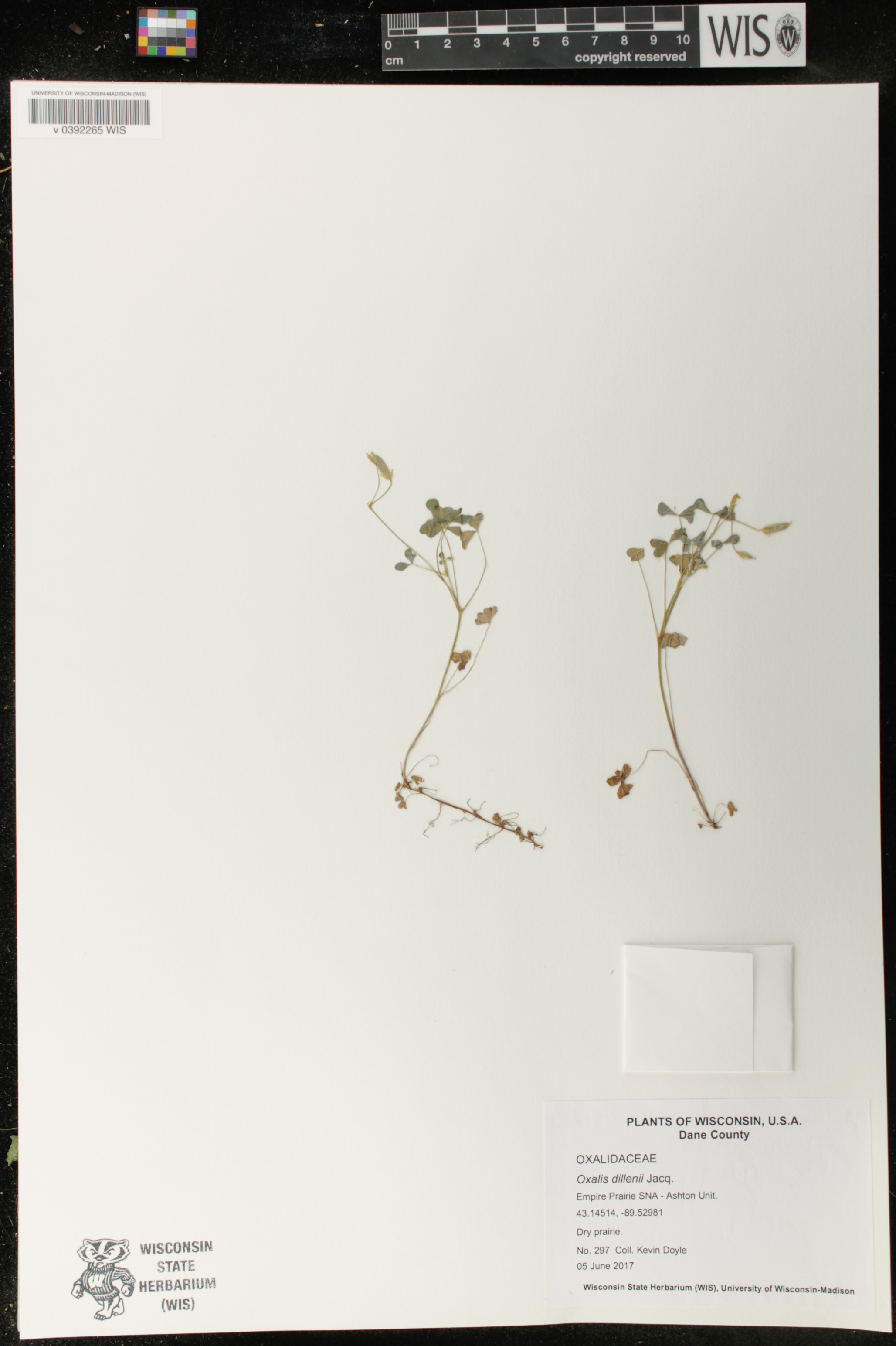 Oxalis dillenii image
