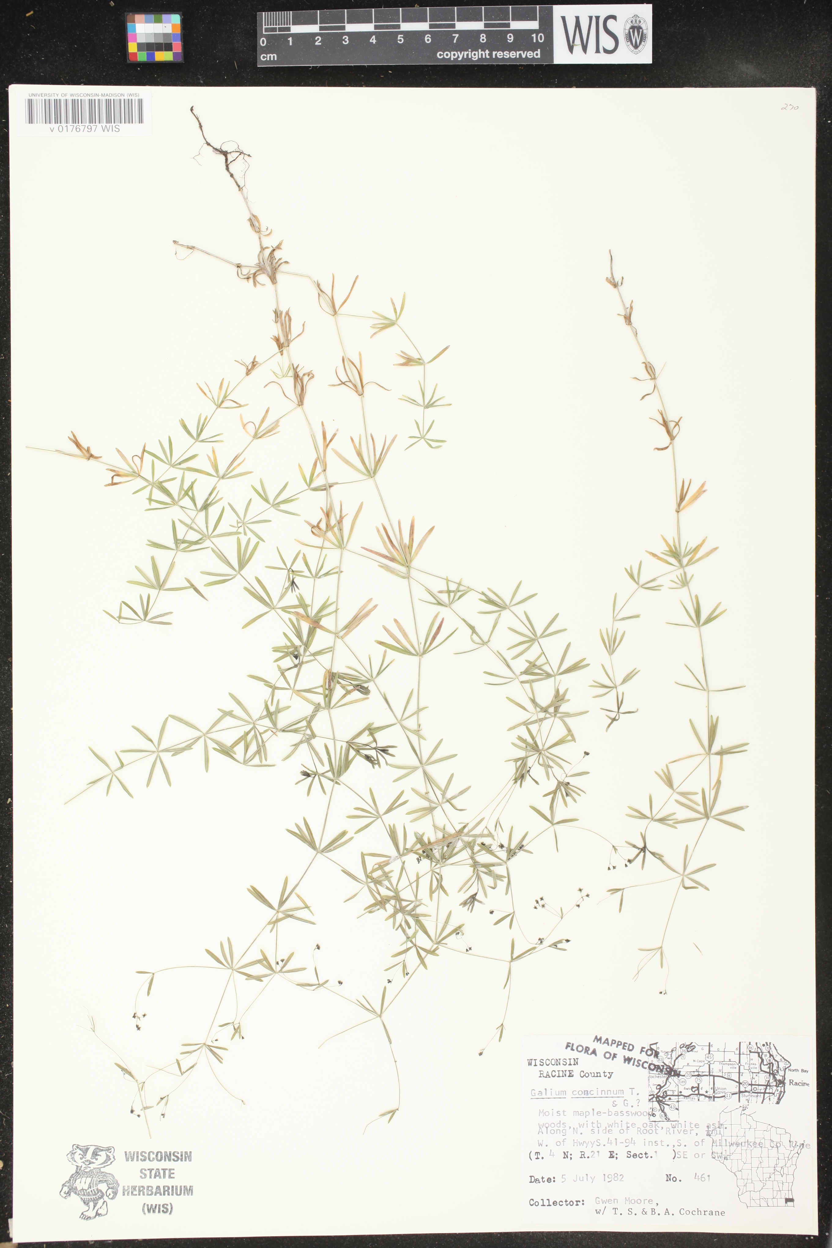 Galium concinnum image