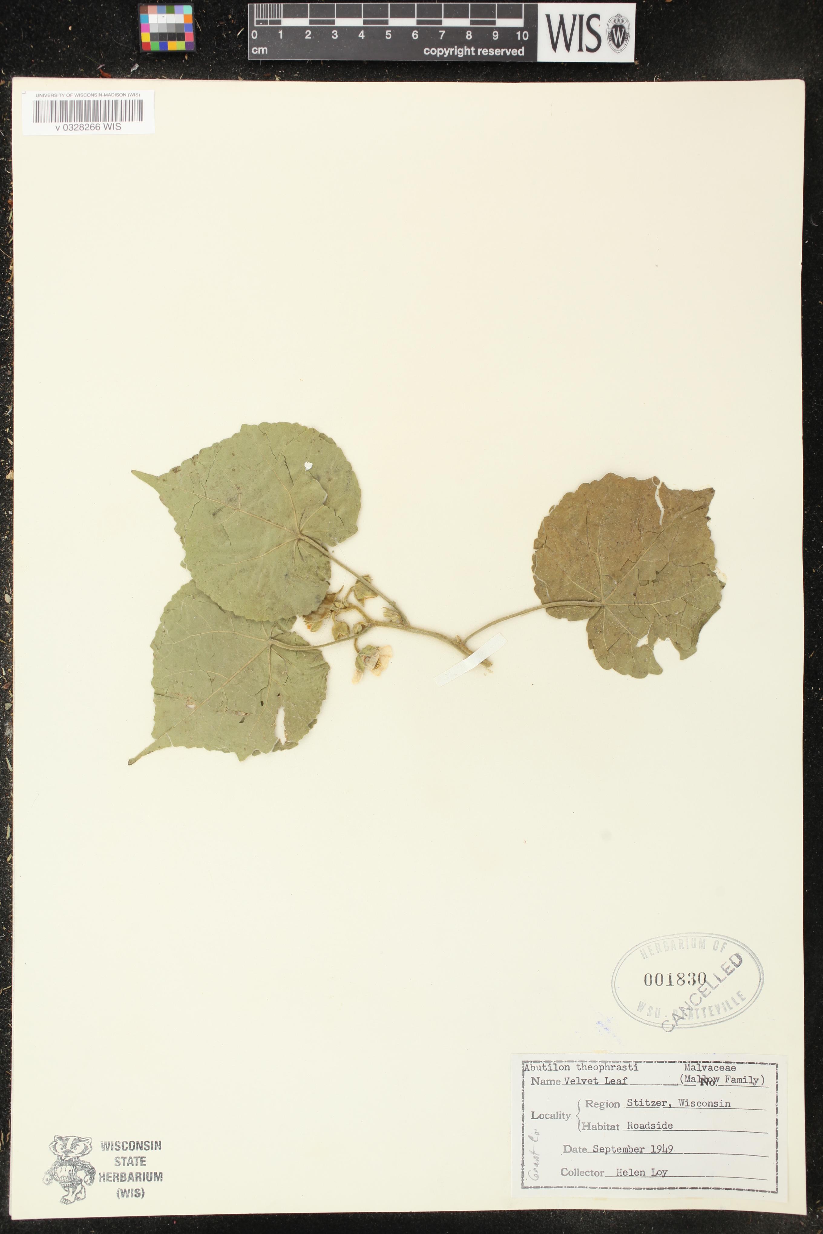 Abutilon theophrasti image