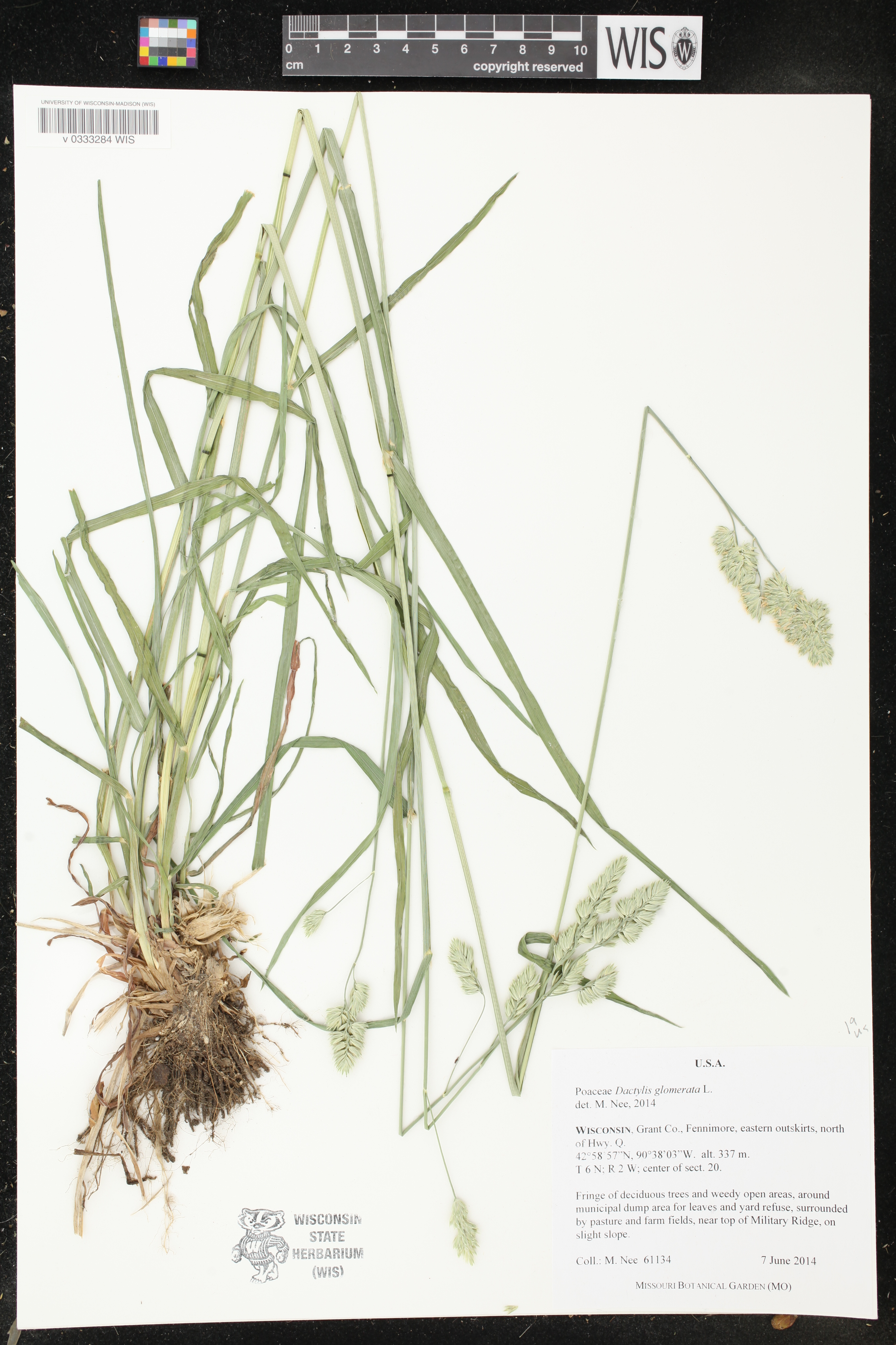 Dactylis glomerata image