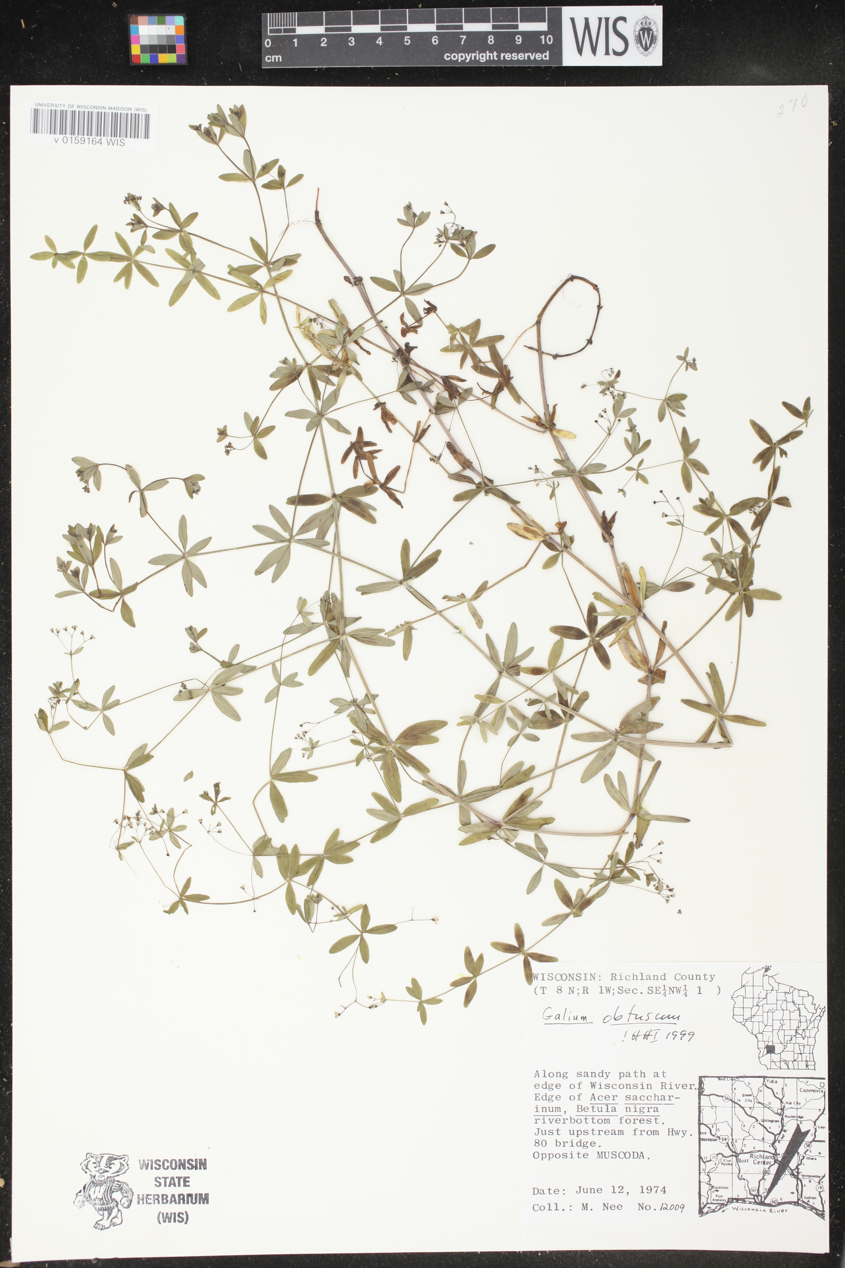Galium obtusum subsp. obtusum image