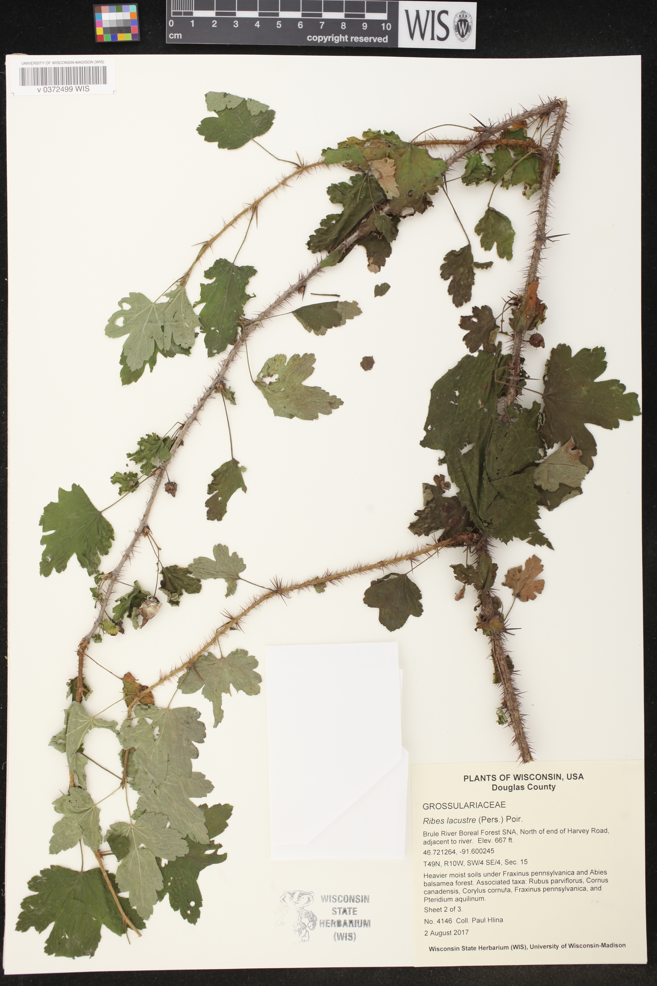 Ribes lacustre image