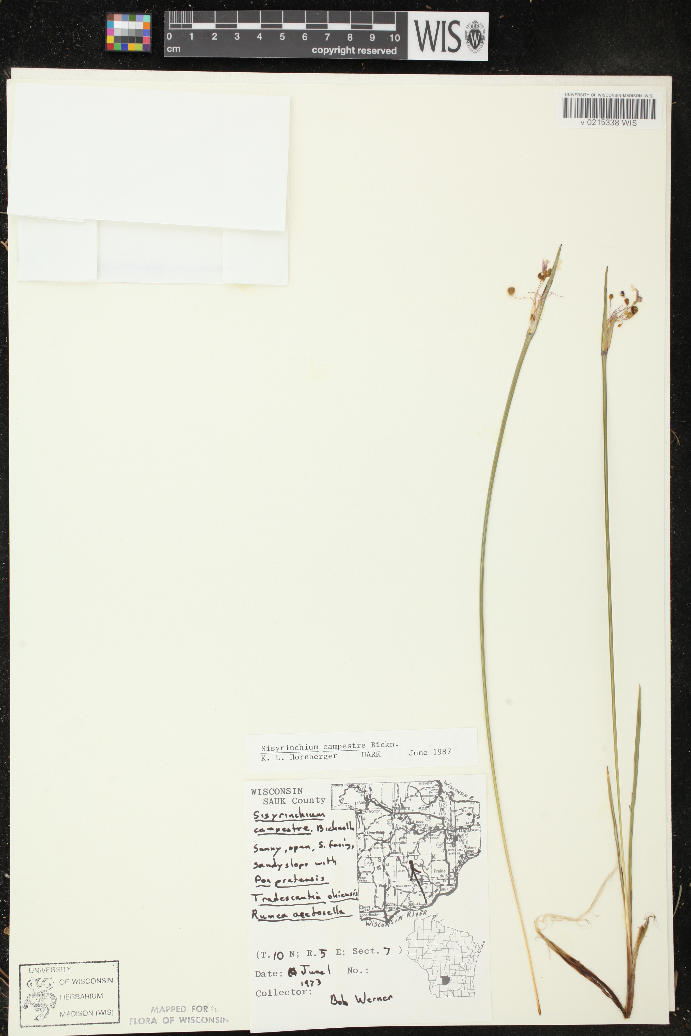Sisyrinchium campestre image