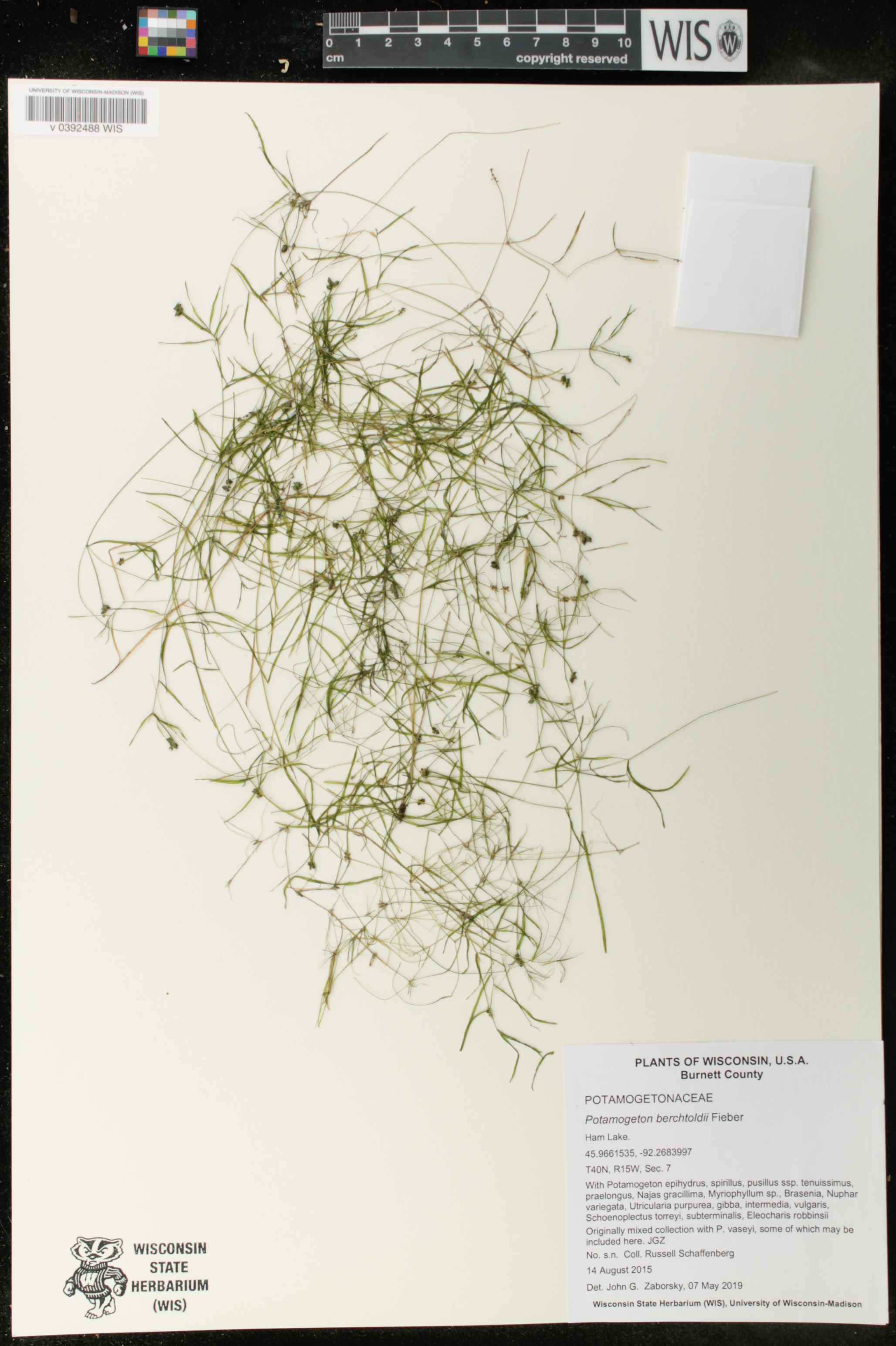 Potamogeton berchtoldii image