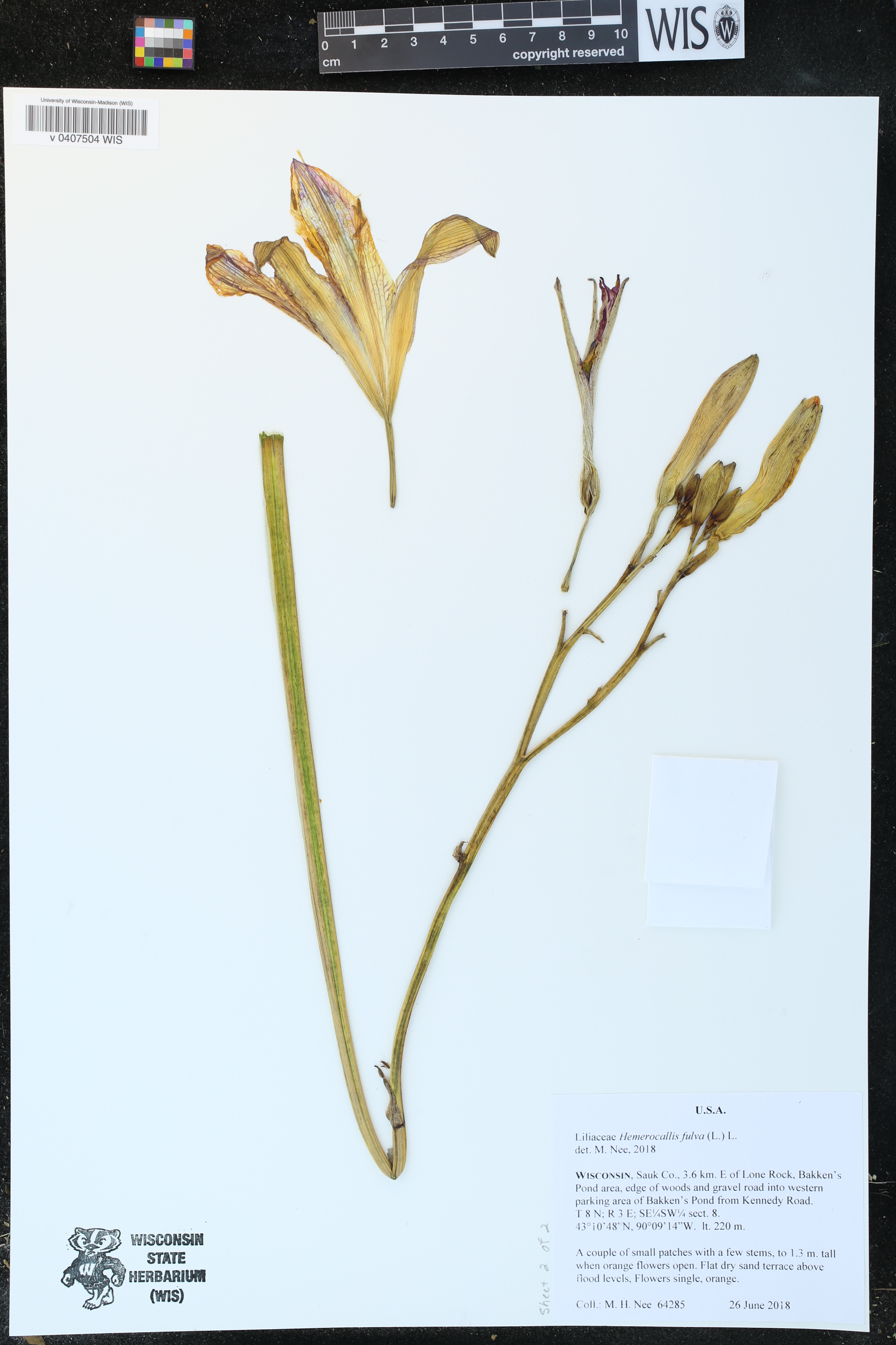 Hemerocallis fulva image