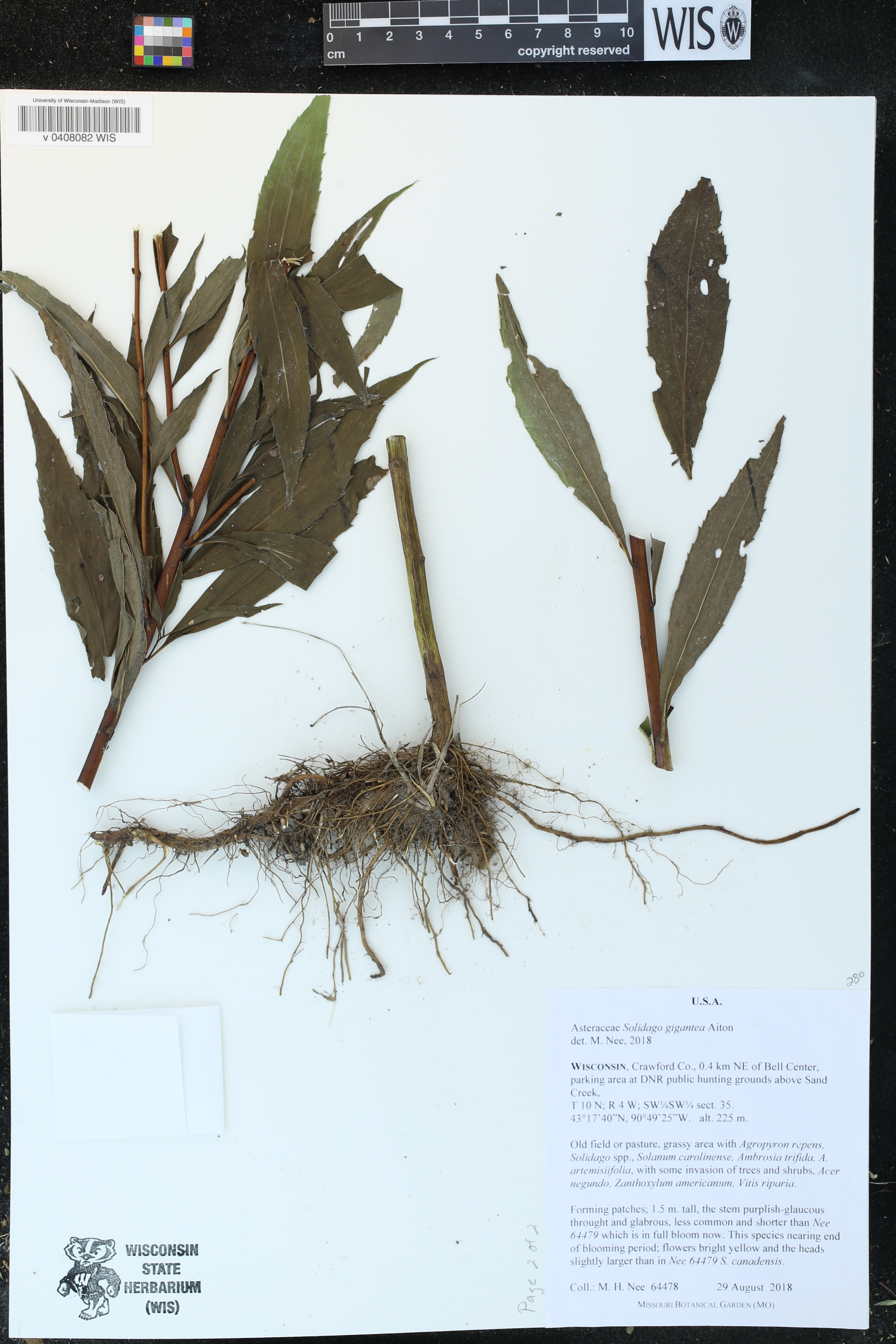 Solidago gigantea image