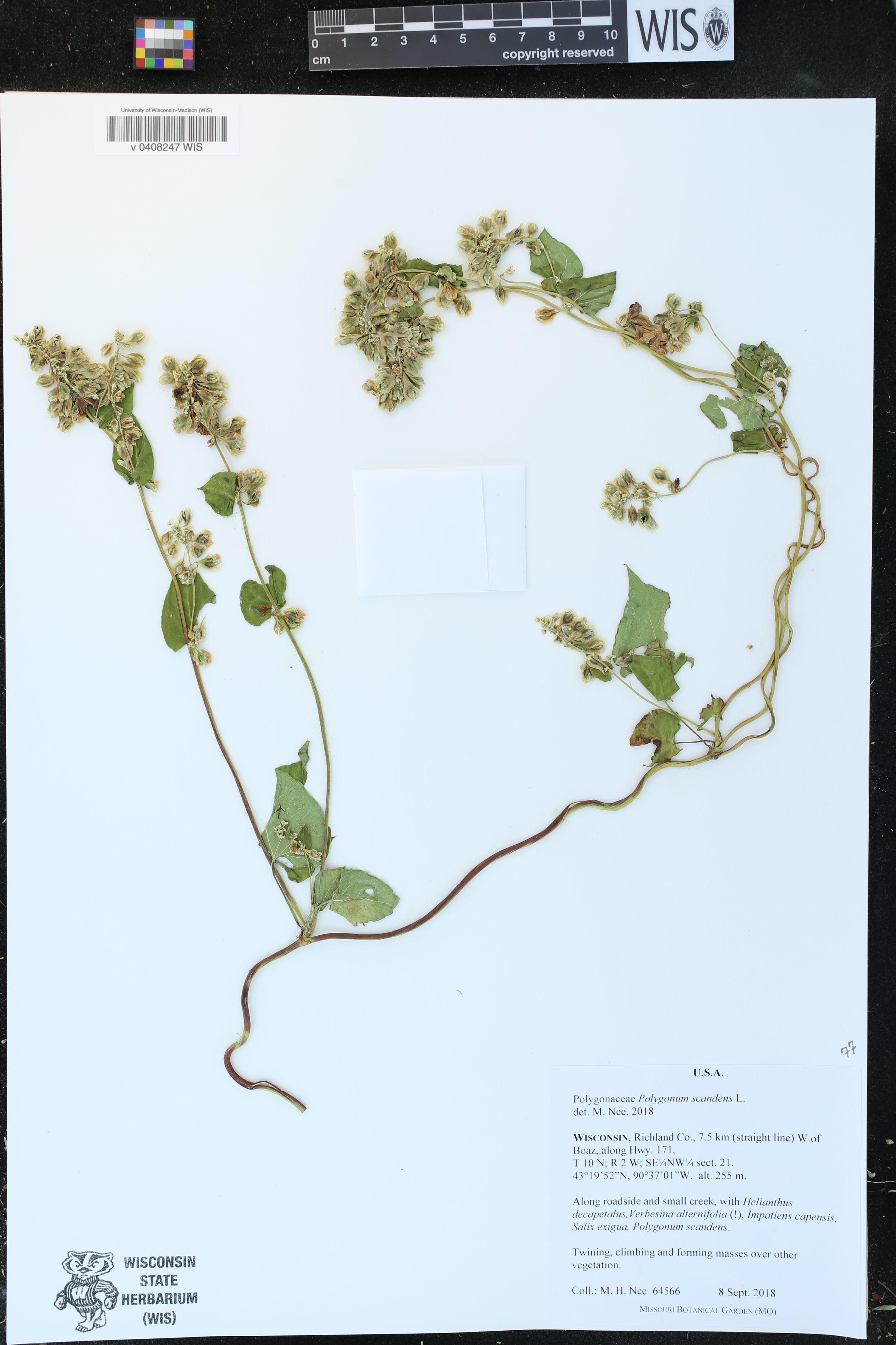Fallopia scandens image
