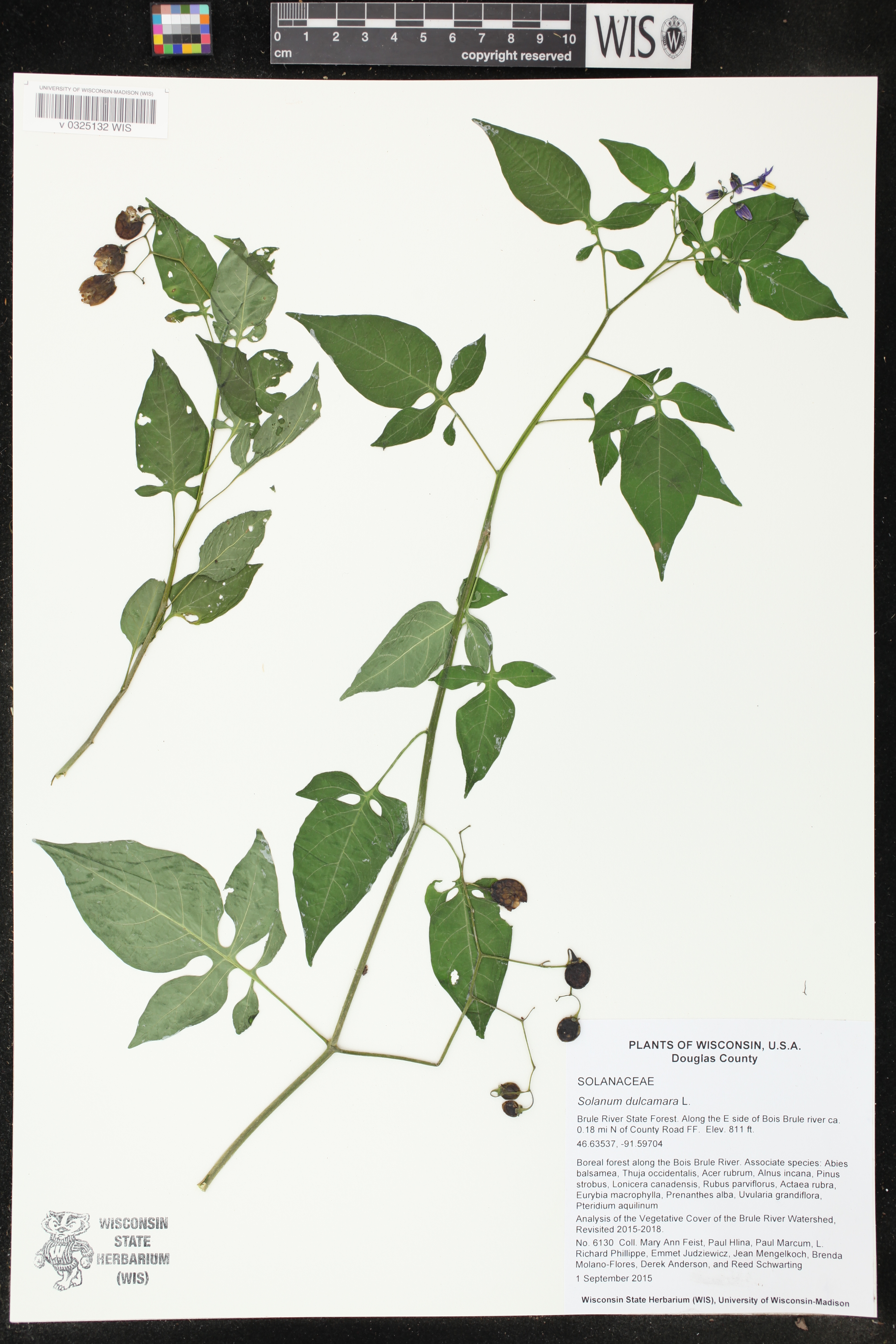 Solanum dulcamara image