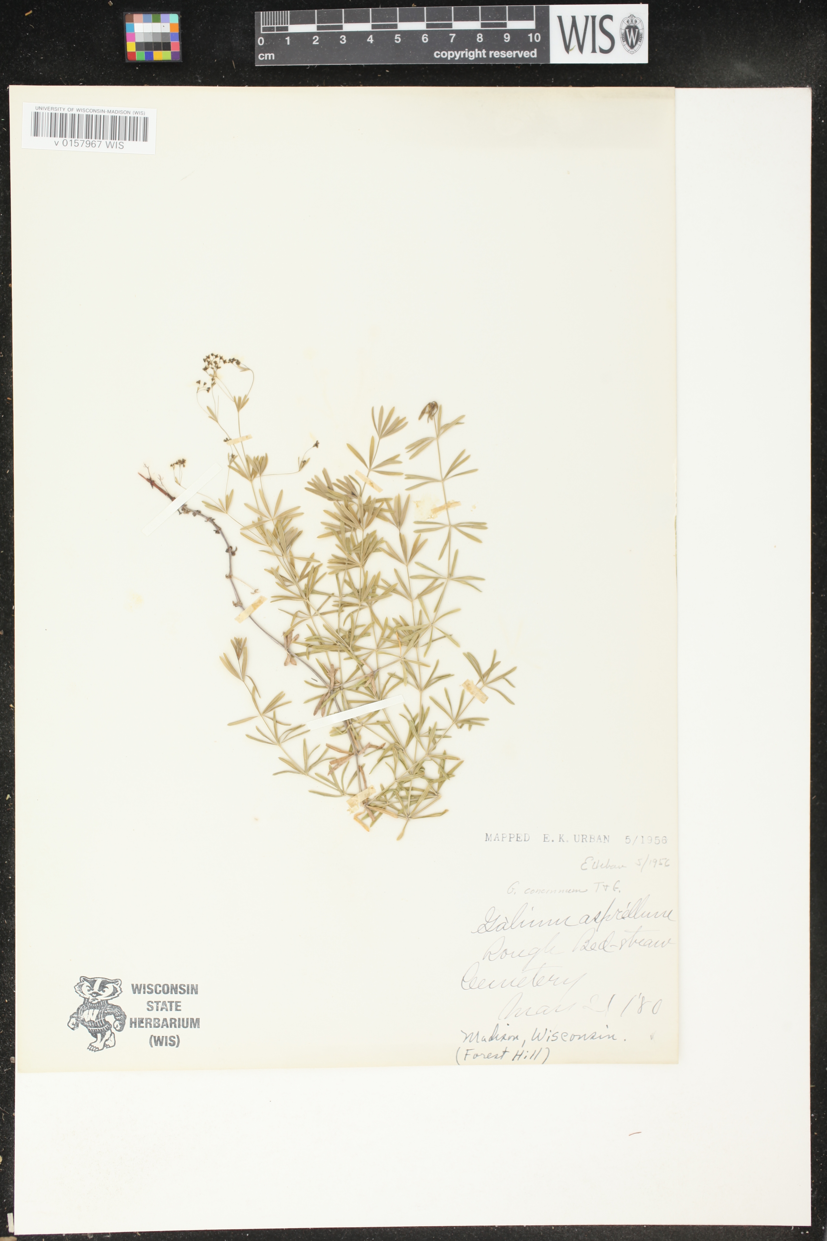 Galium concinnum image