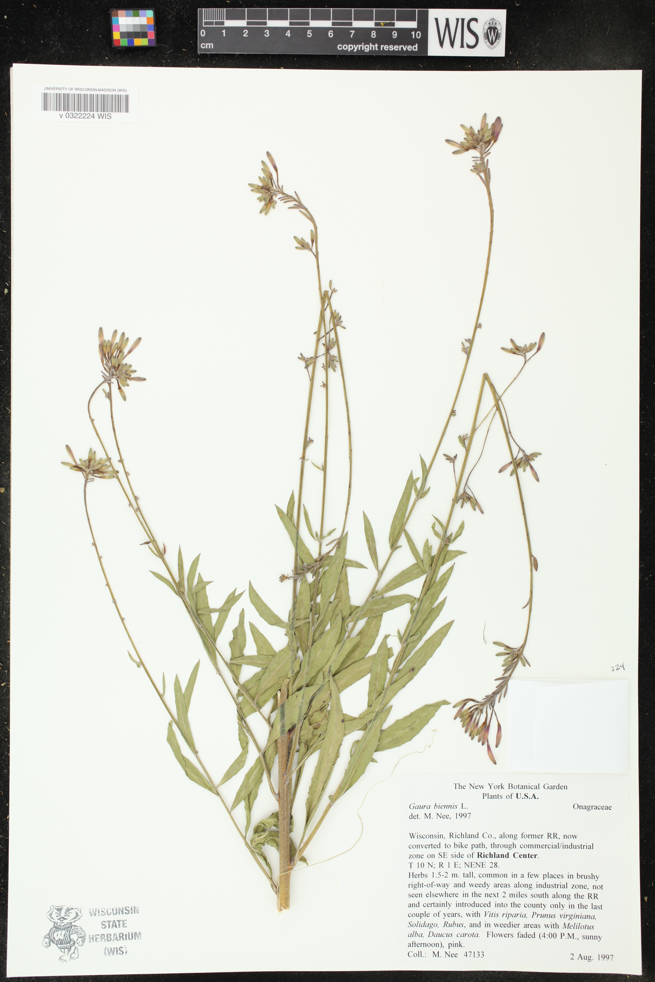 Oenothera gaura image