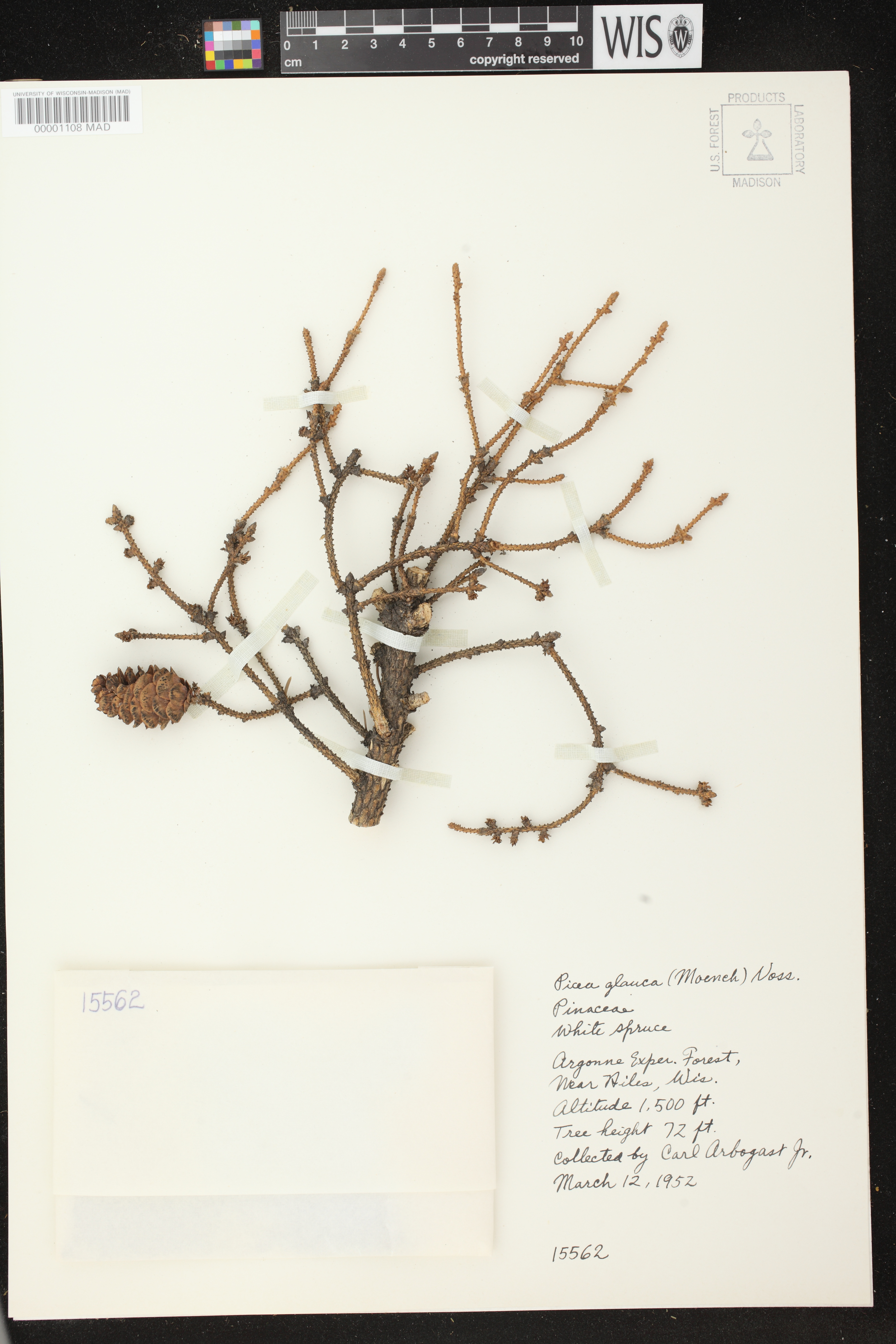 Picea glauca image