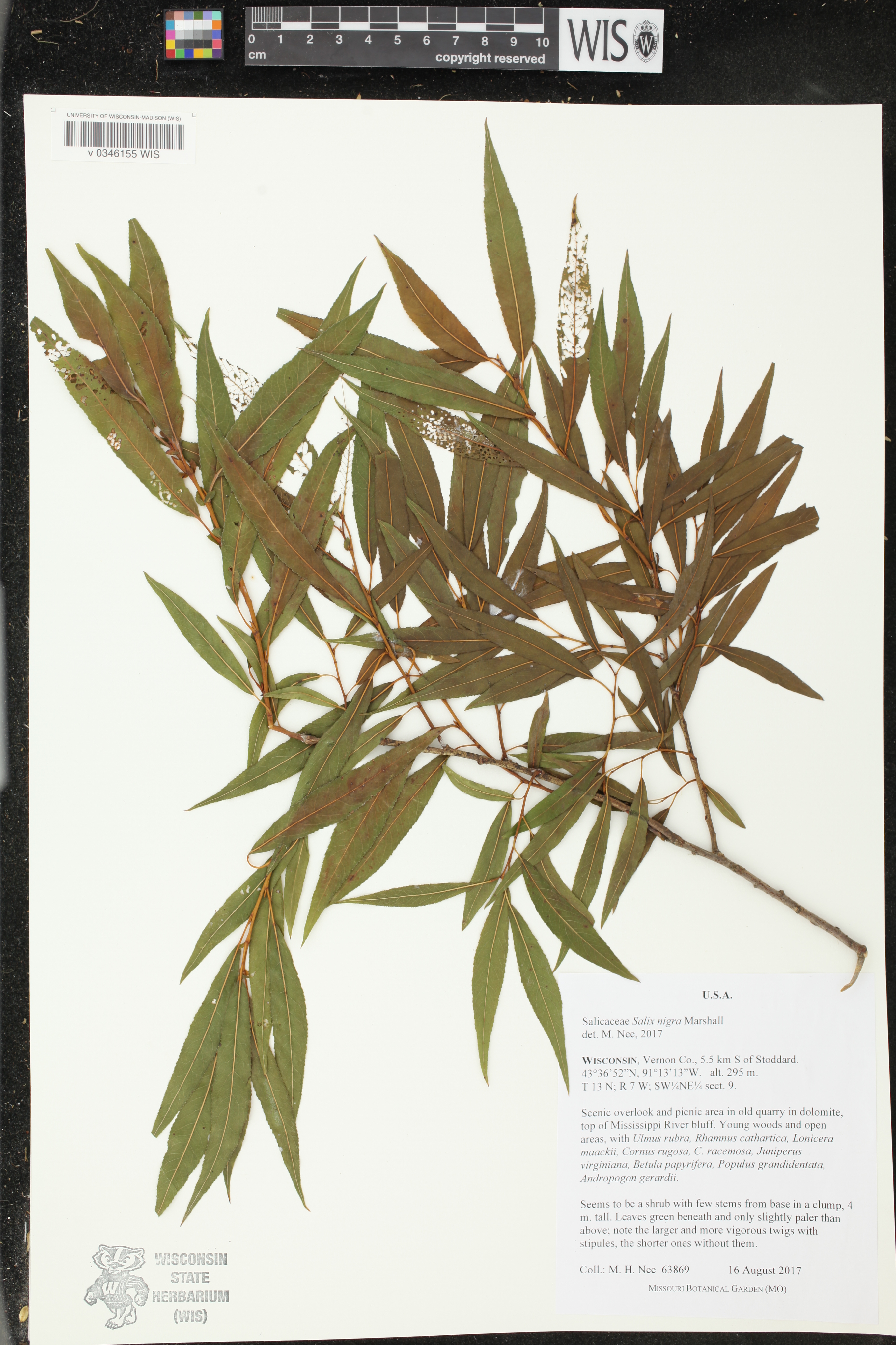 Salix nigra image