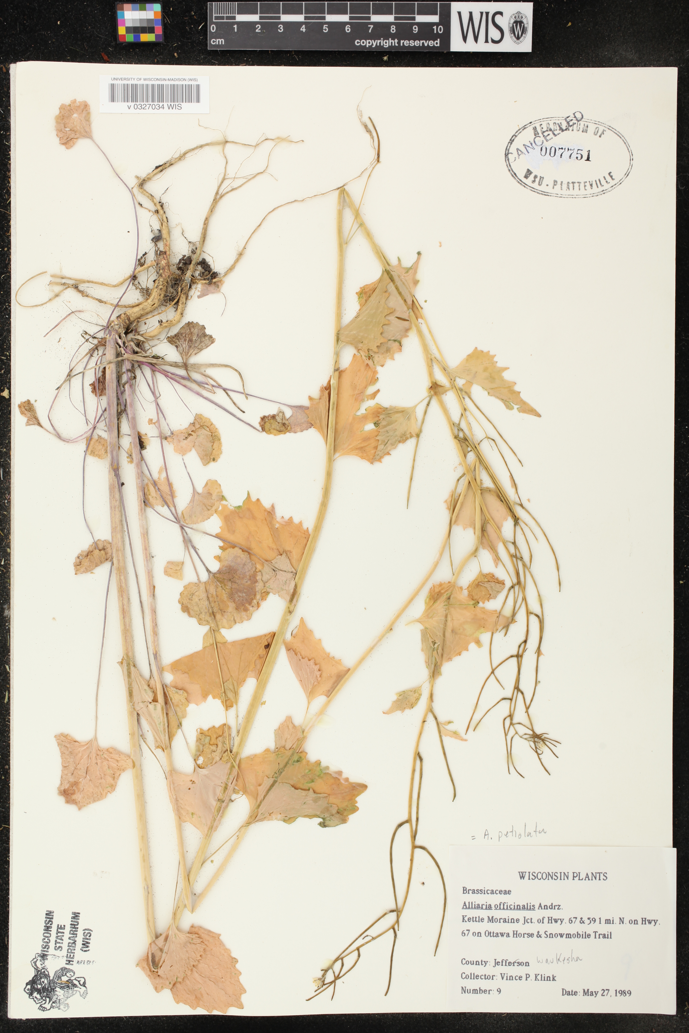 Alliaria petiolata image