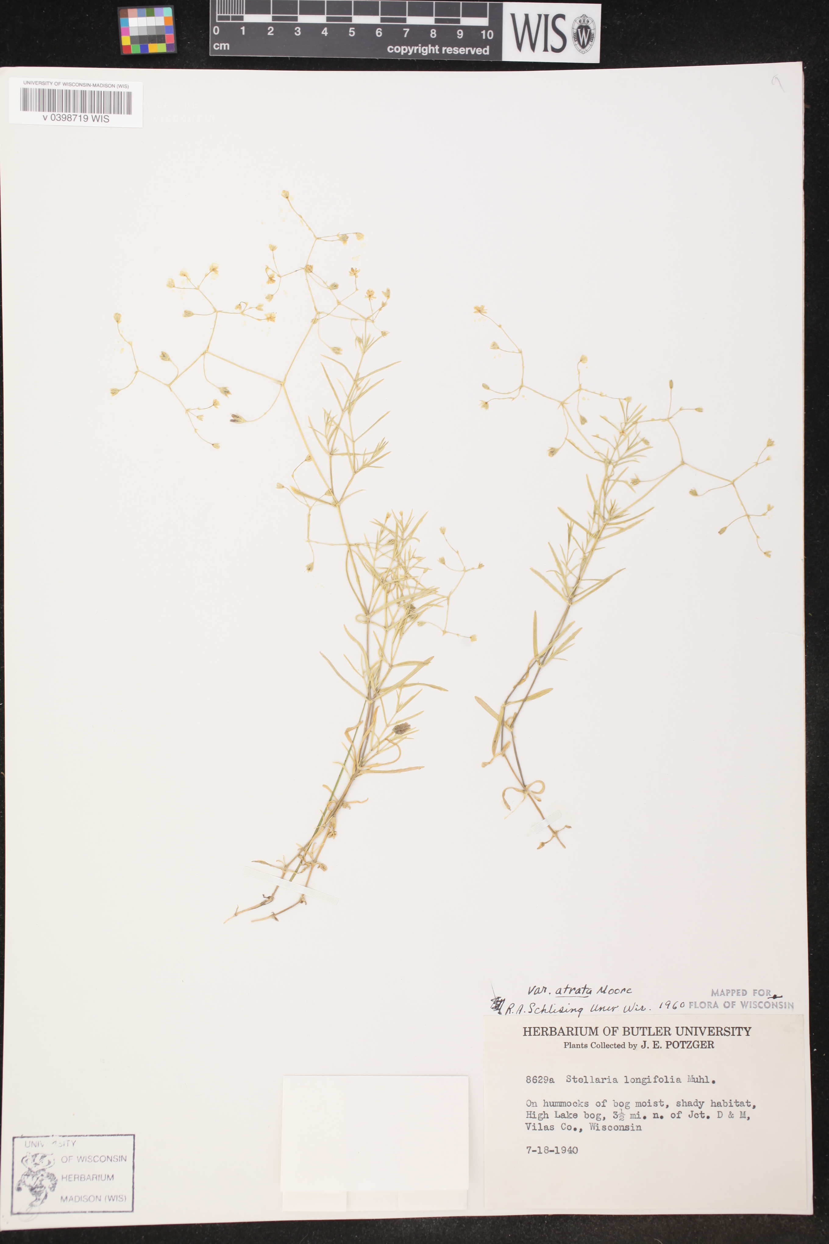 Stellaria longifolia image