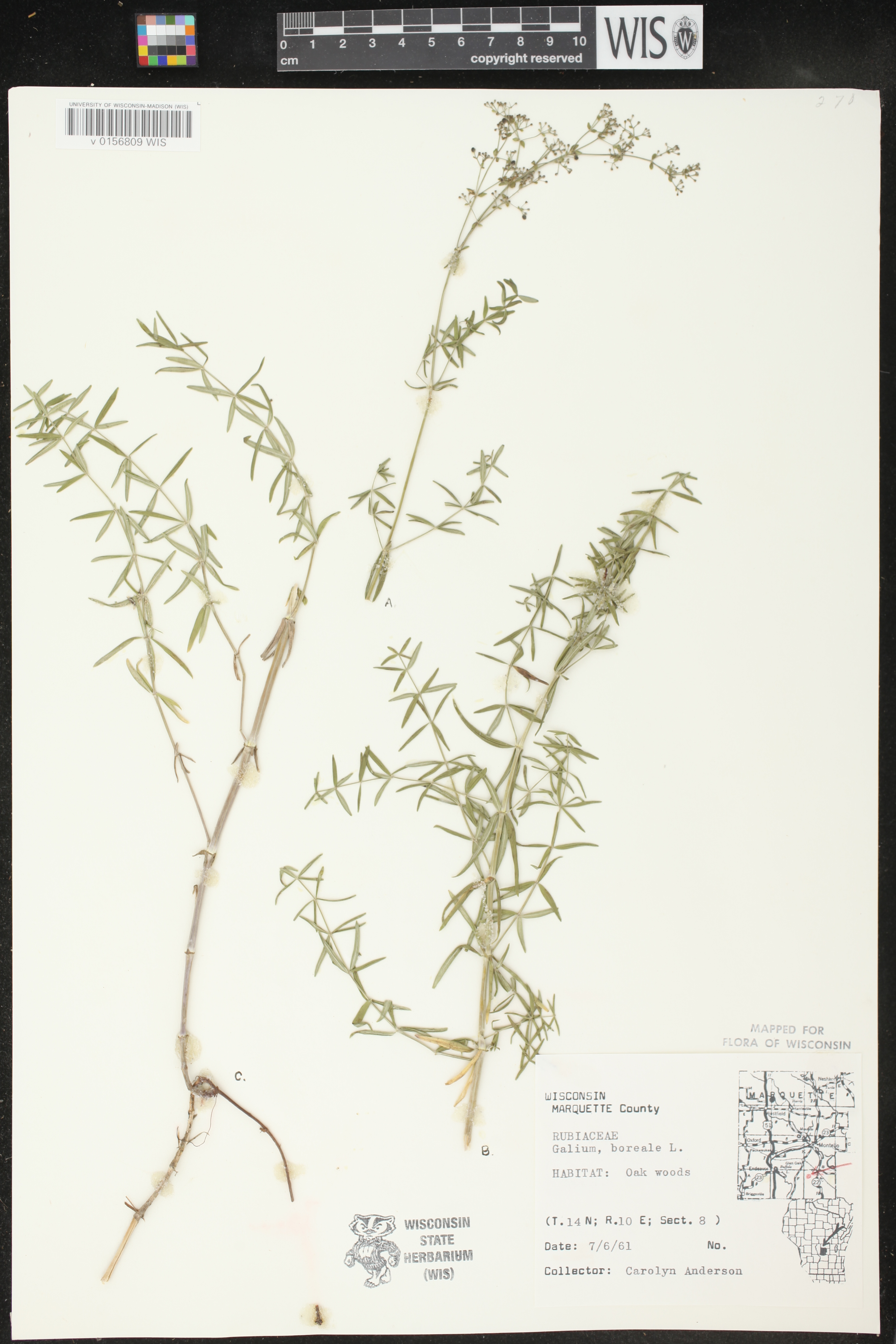Galium boreale image