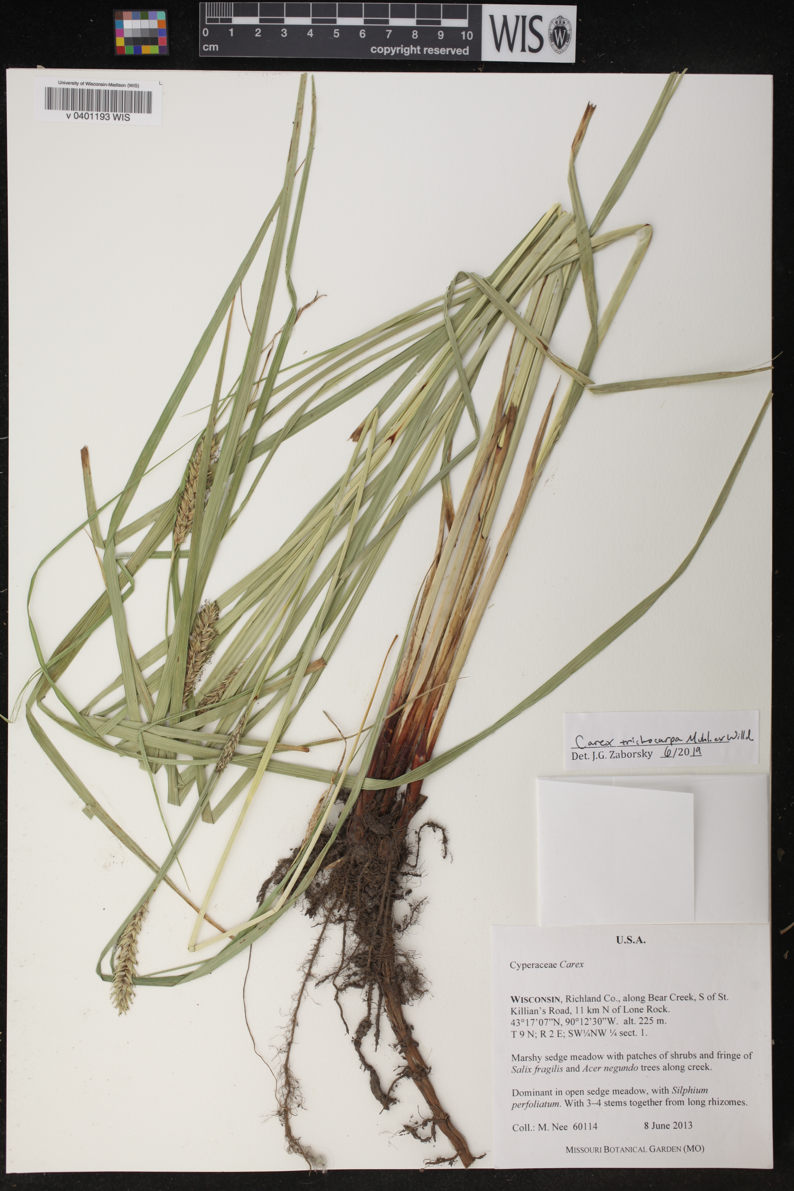 Carex trichocarpa image