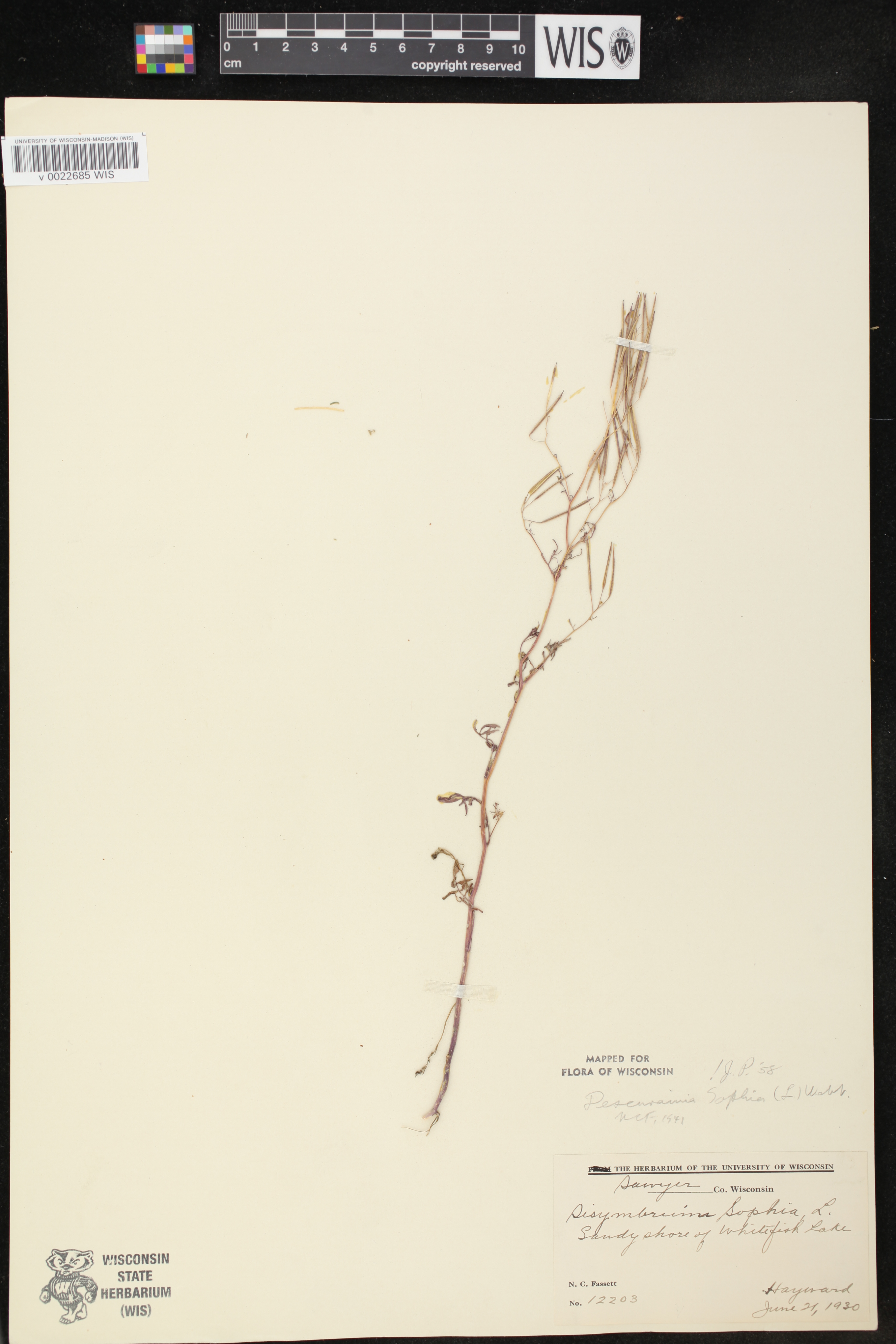Image of Cardamine parviflora