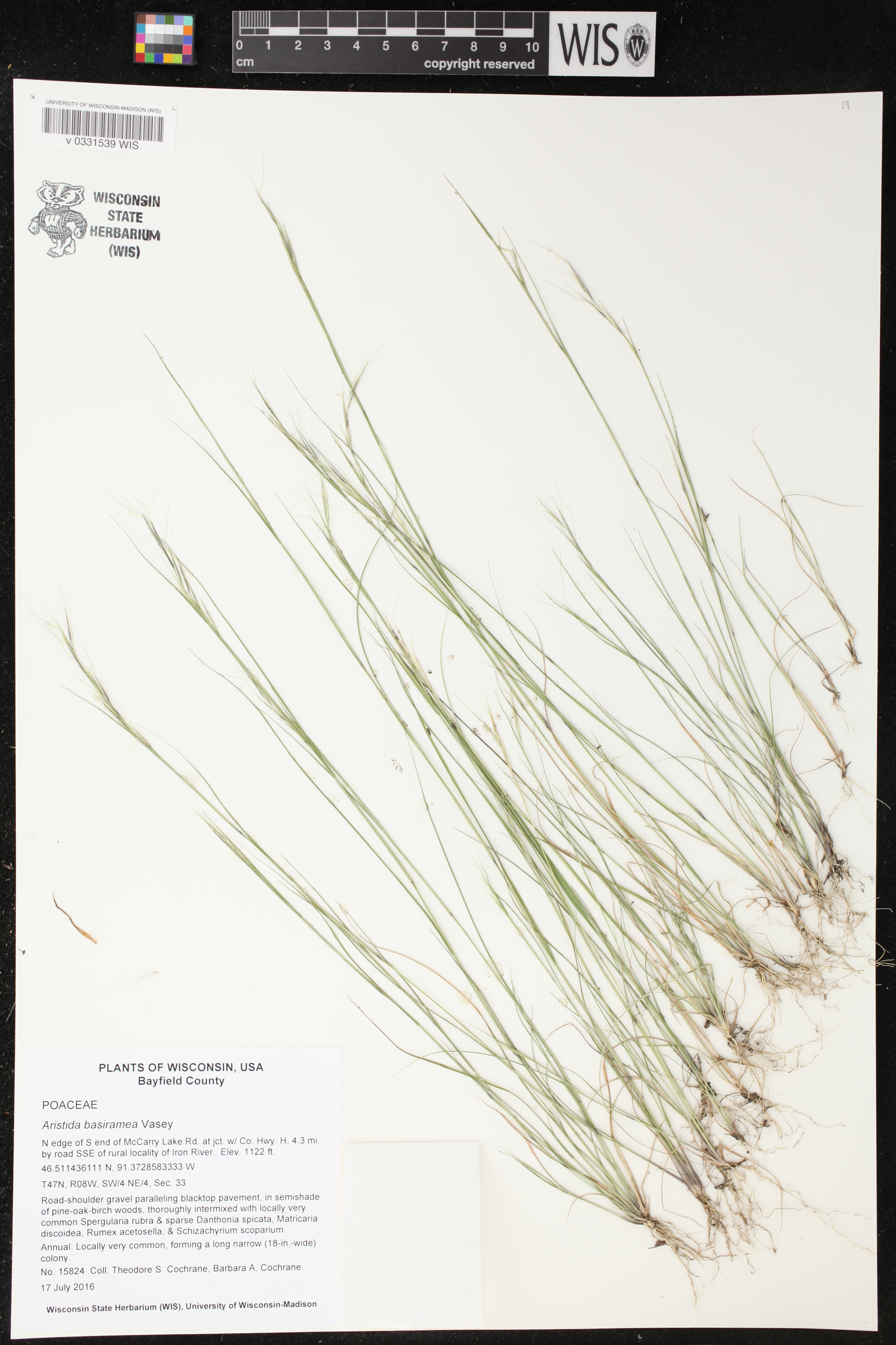 Aristida basiramea image