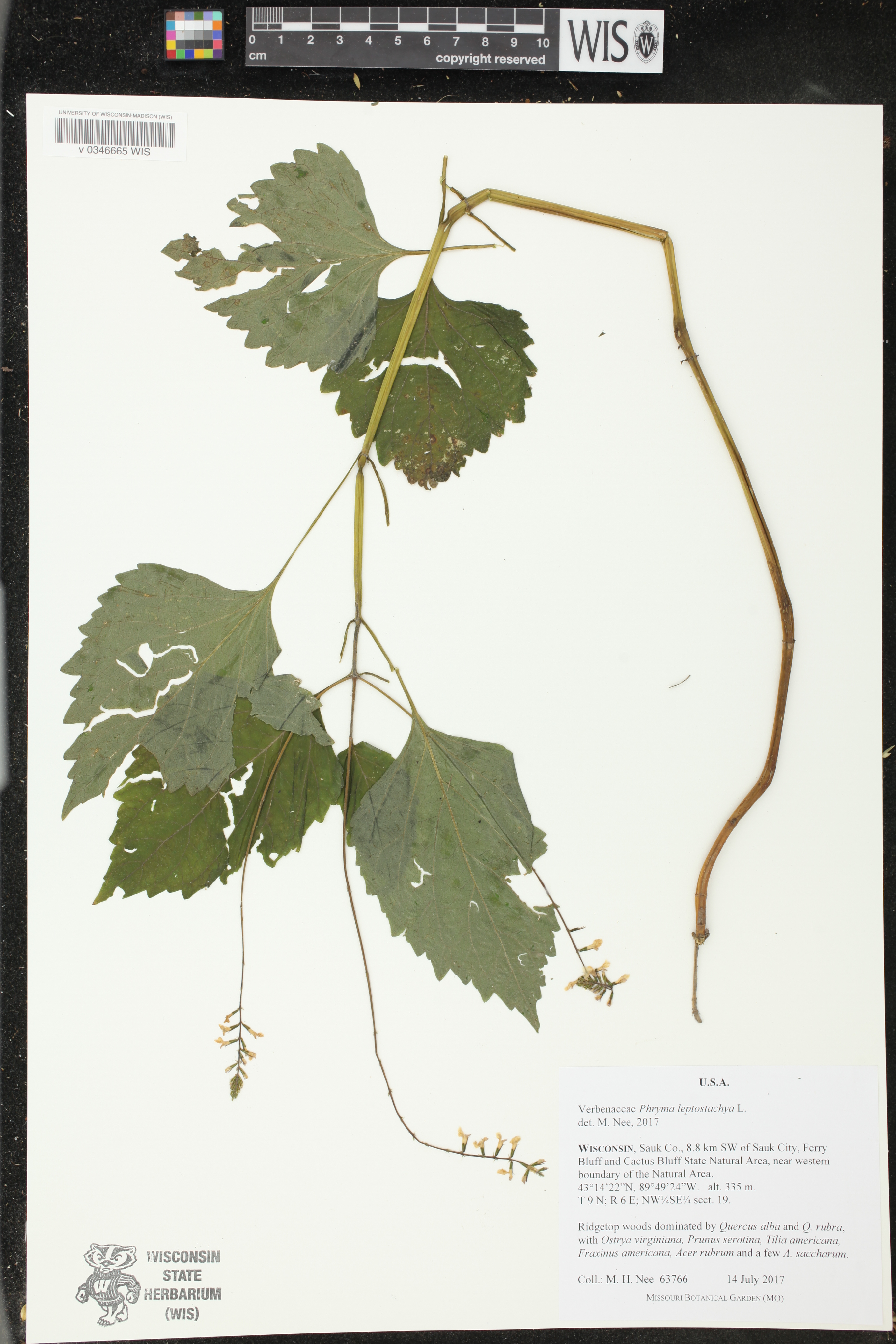Phryma leptostachya image