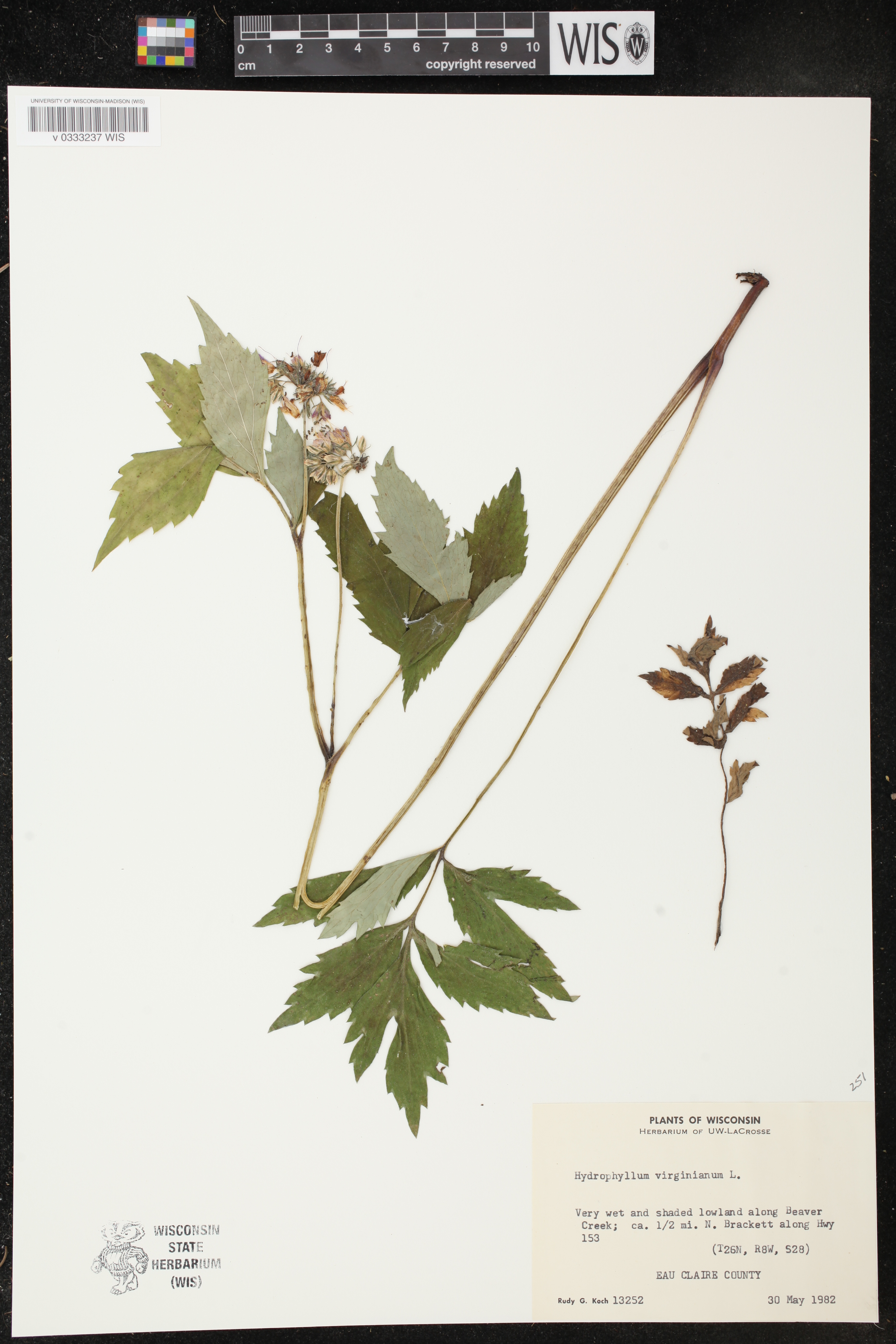 Hydrophyllum virginianum image