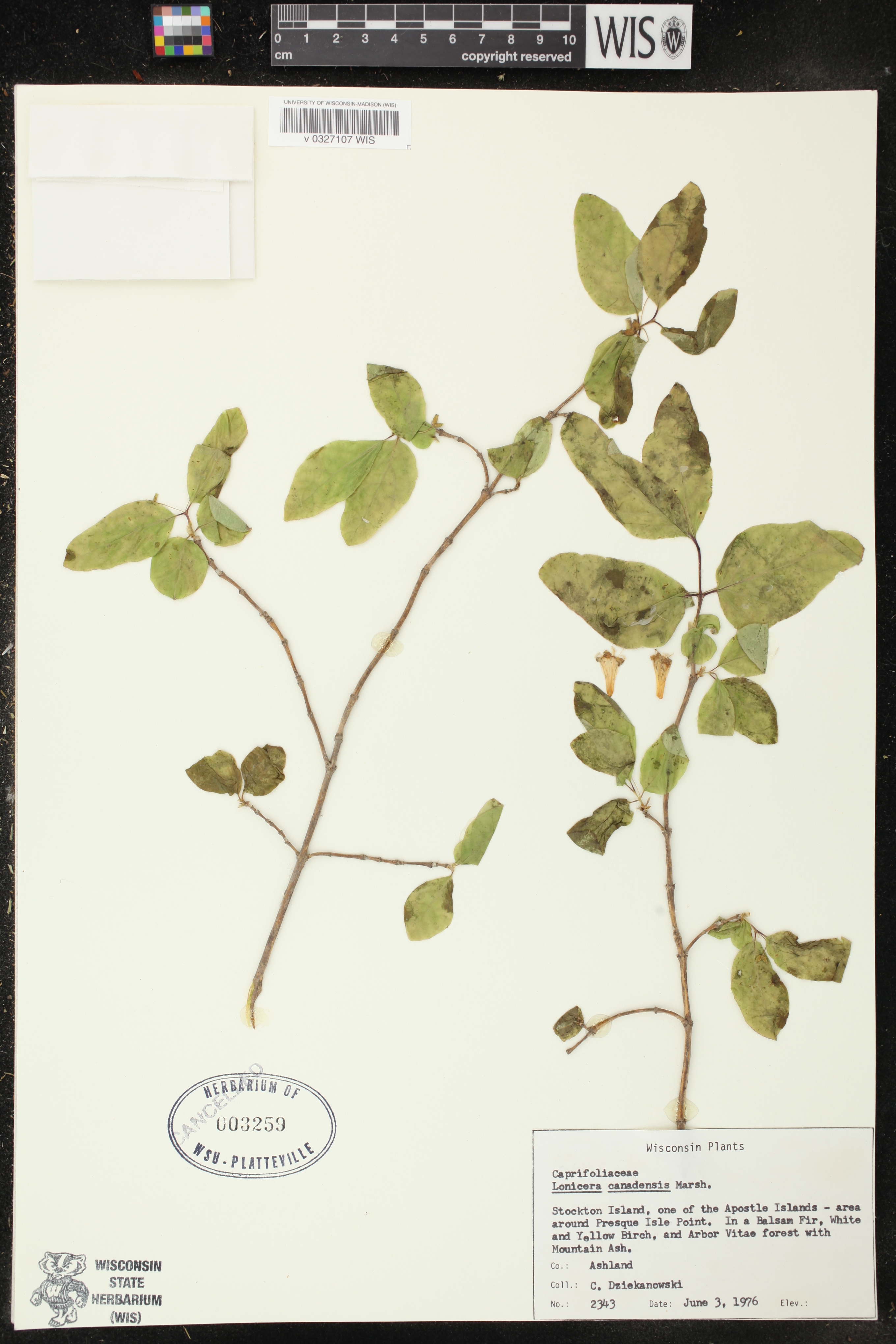 Lonicera canadensis image