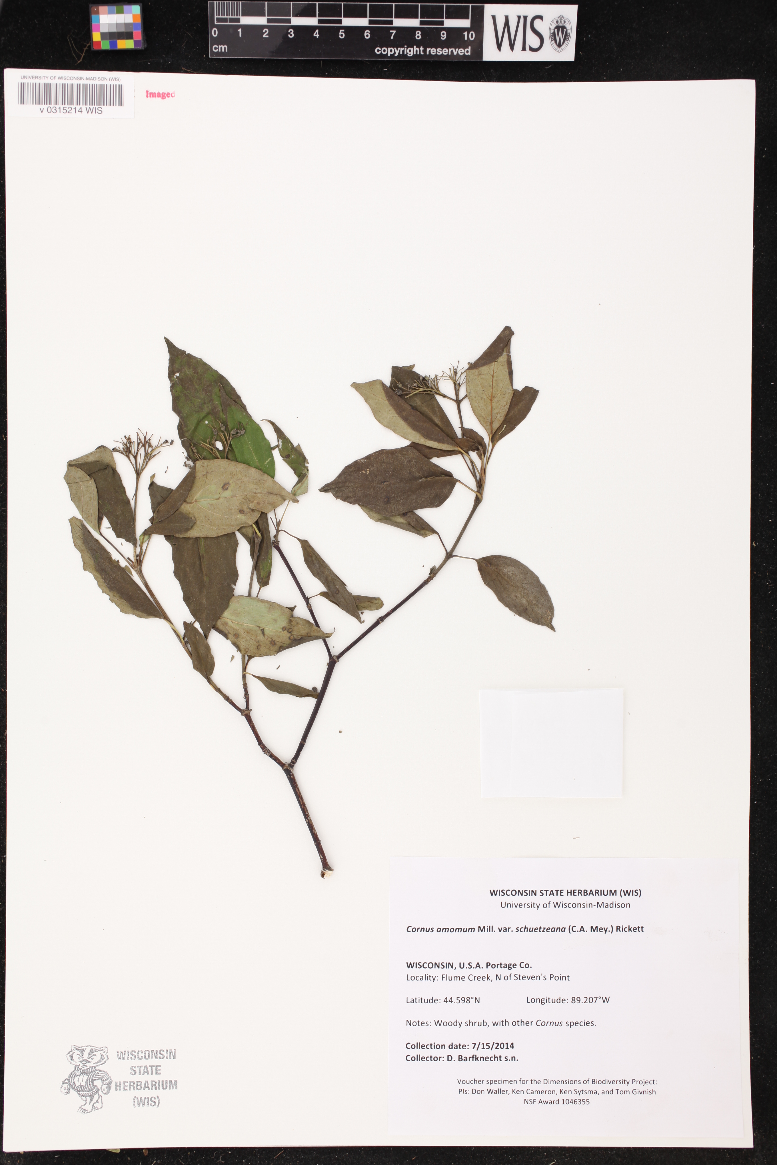 Cornus amomum subsp. obliqua image