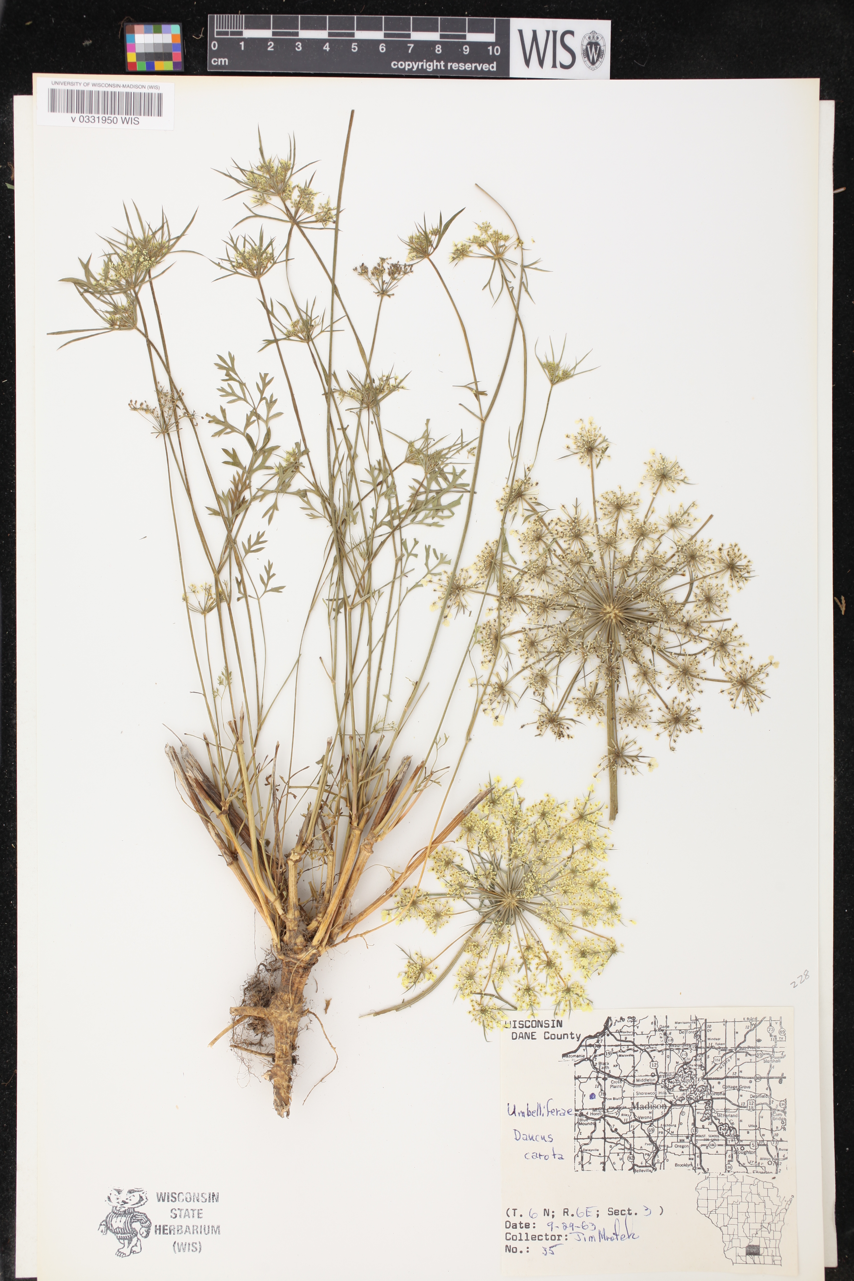 Digitaria sanguinalis image