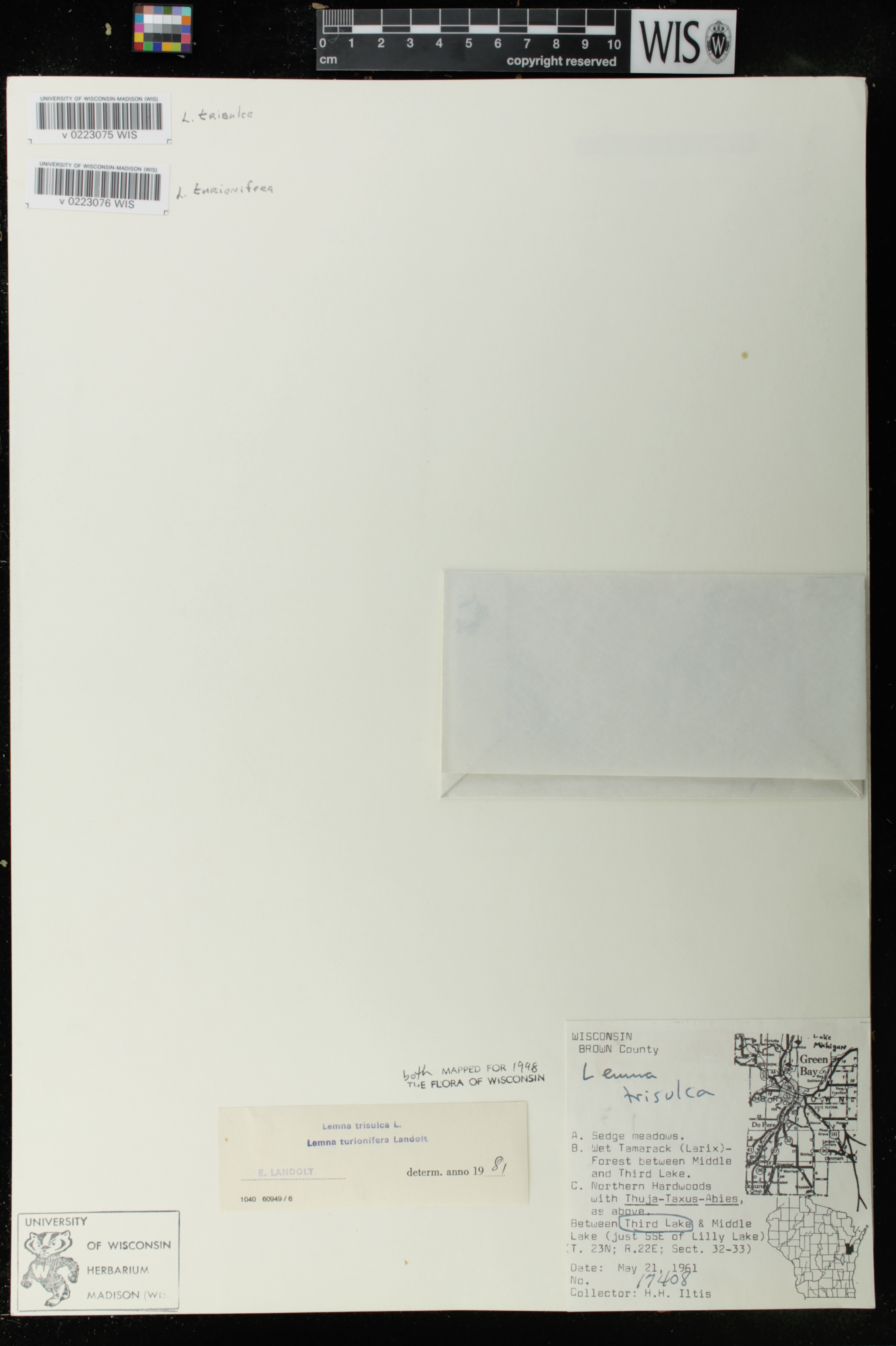 Lemna trisulca image