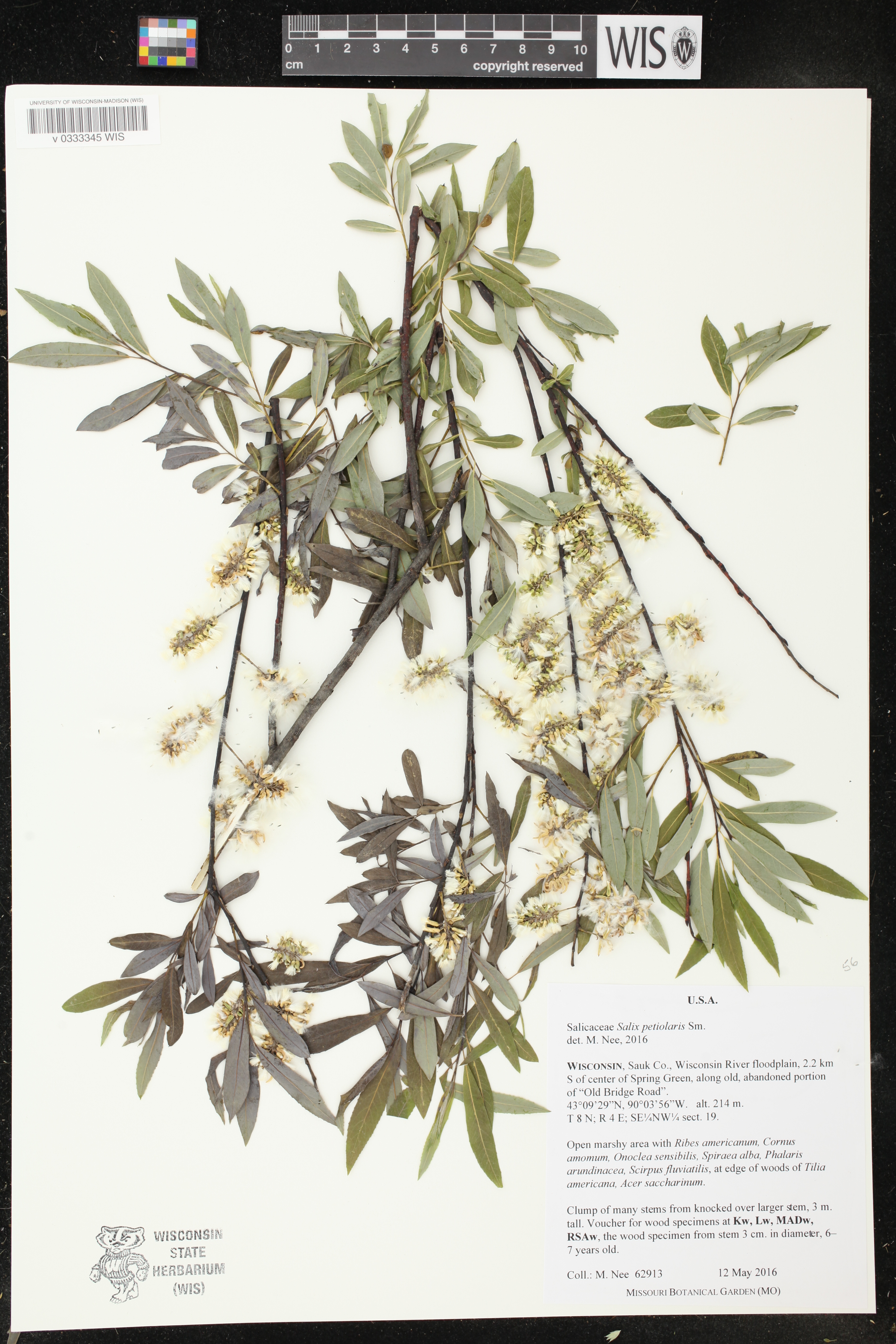 Salix petiolaris image