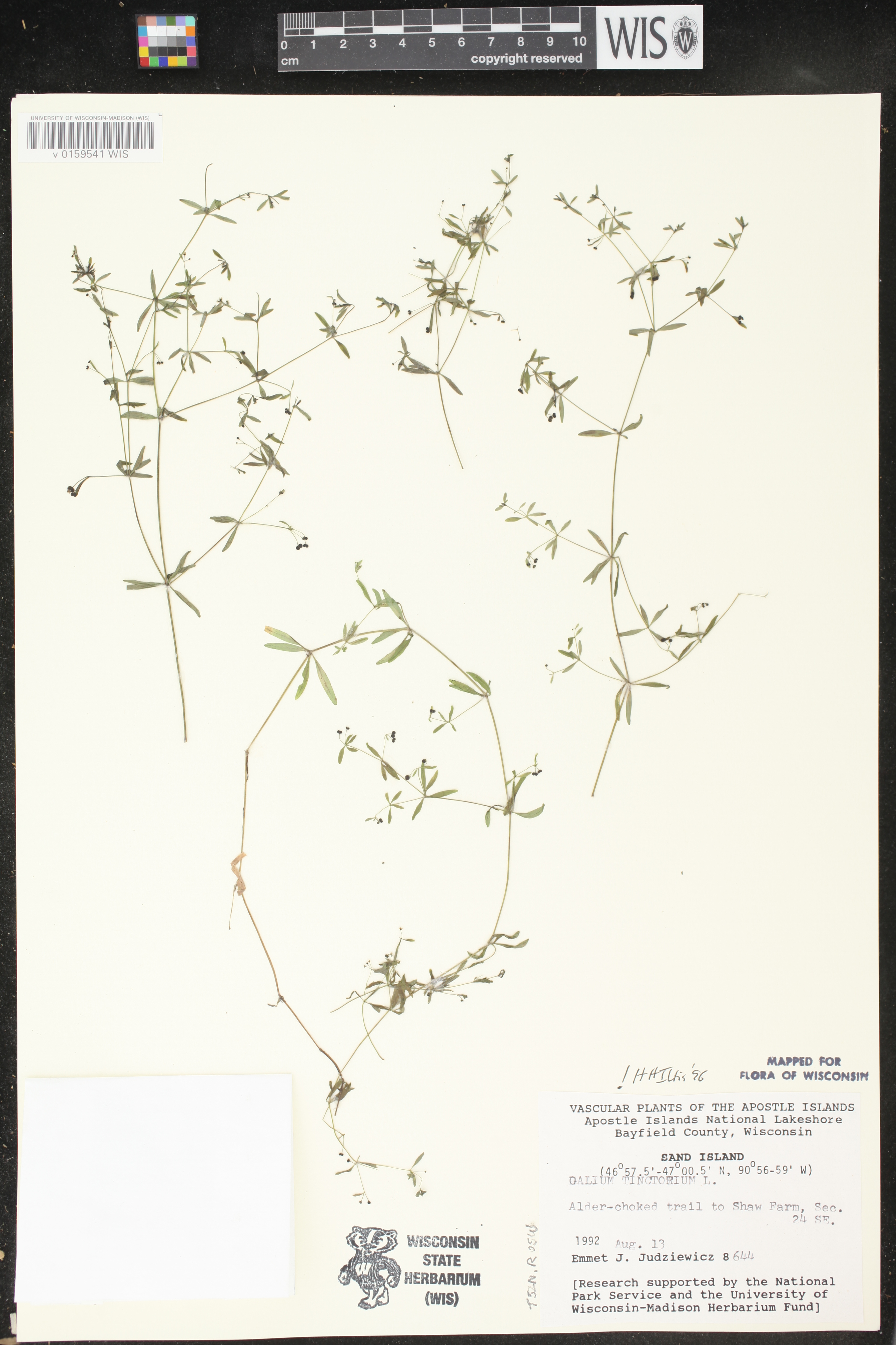 Galium tinctorium image