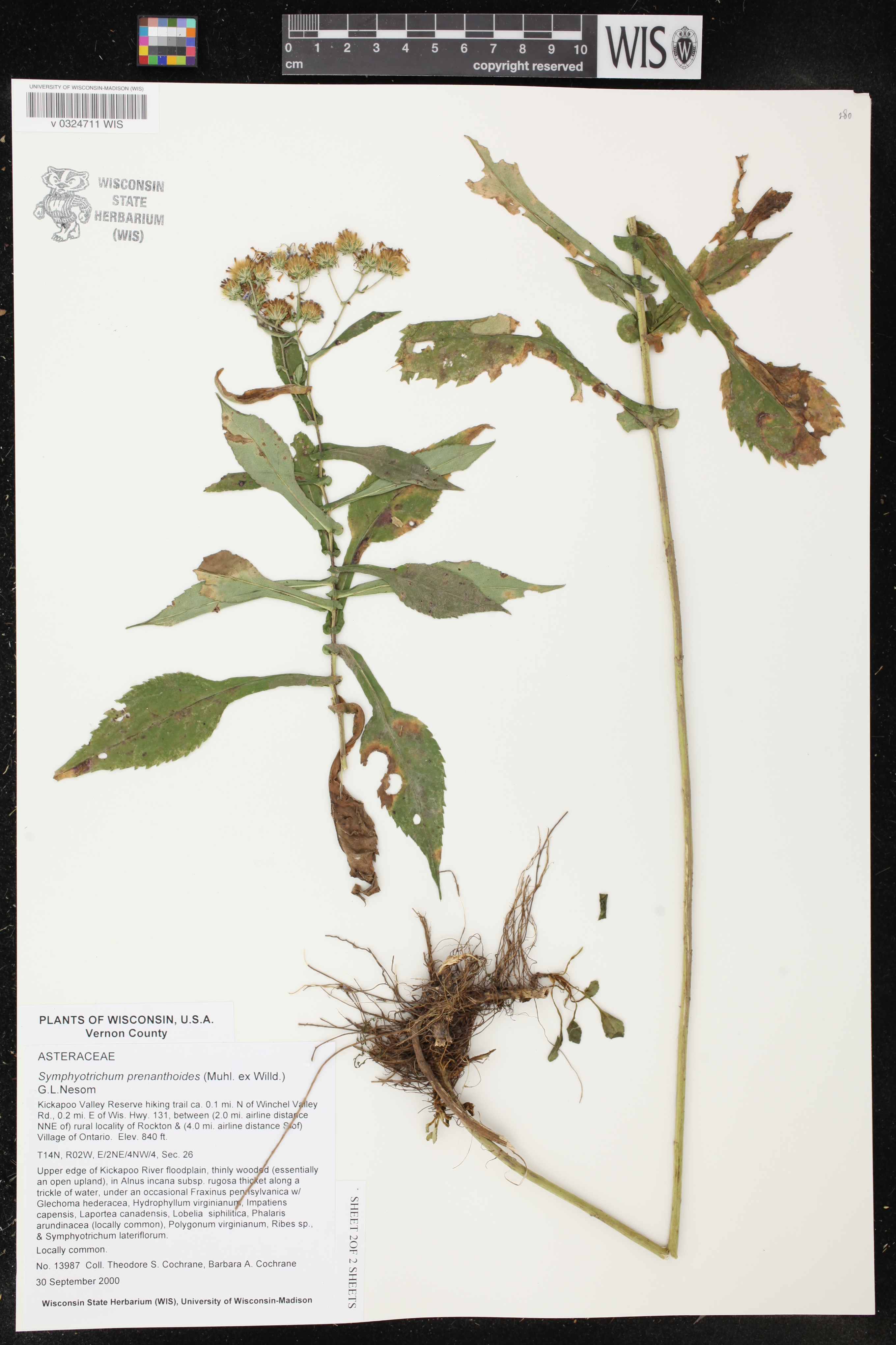 Symphyotrichum prenanthoides image