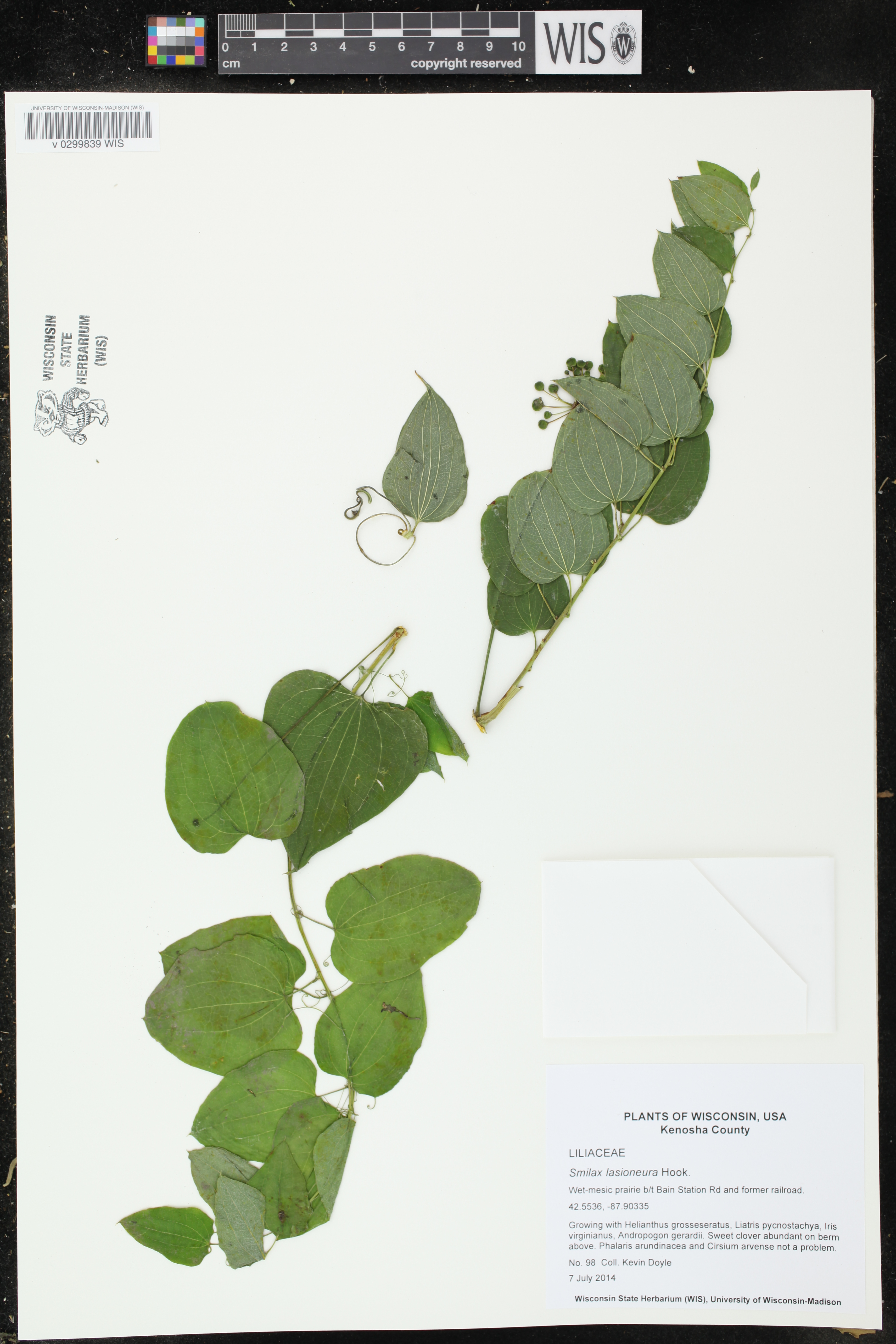 Smilax lasioneura image
