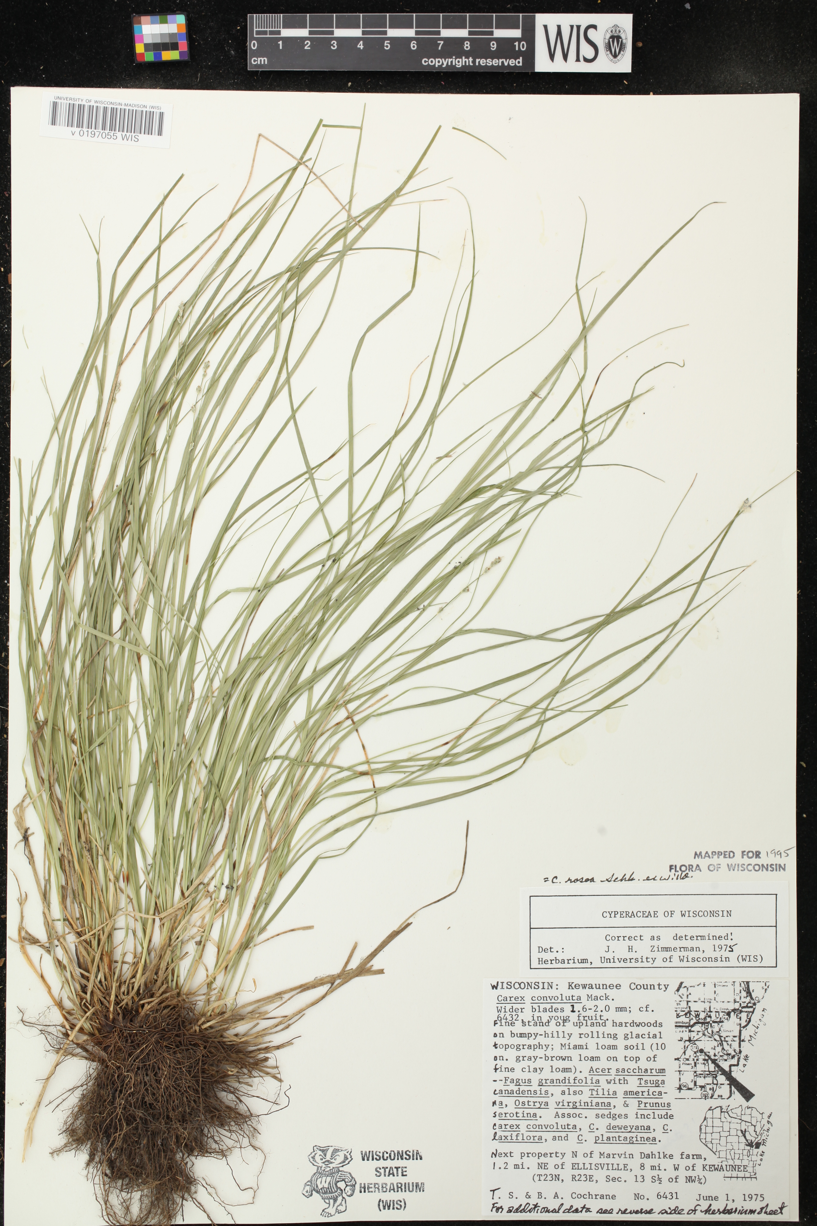 Carex rosea image