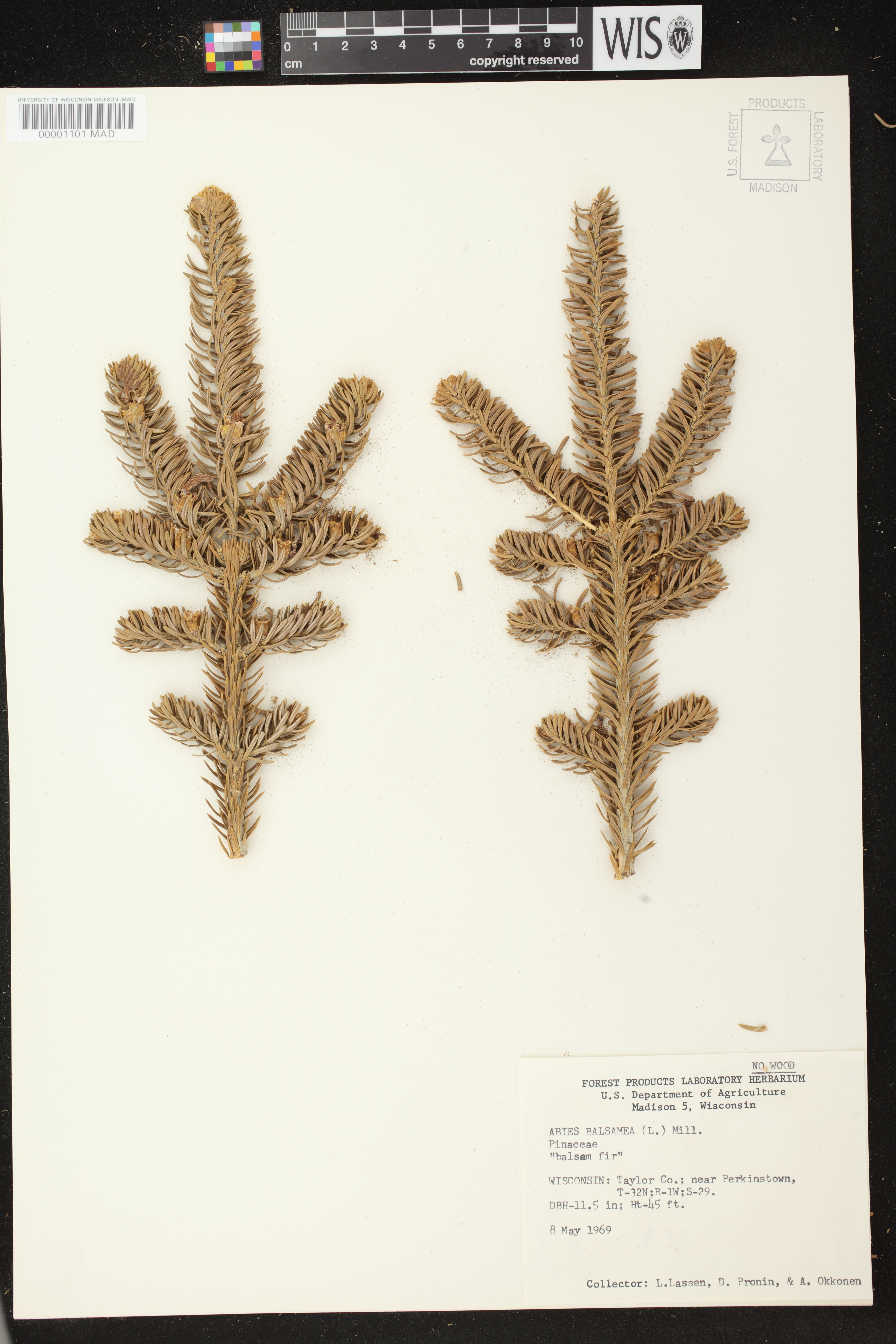 Abies balsamea image