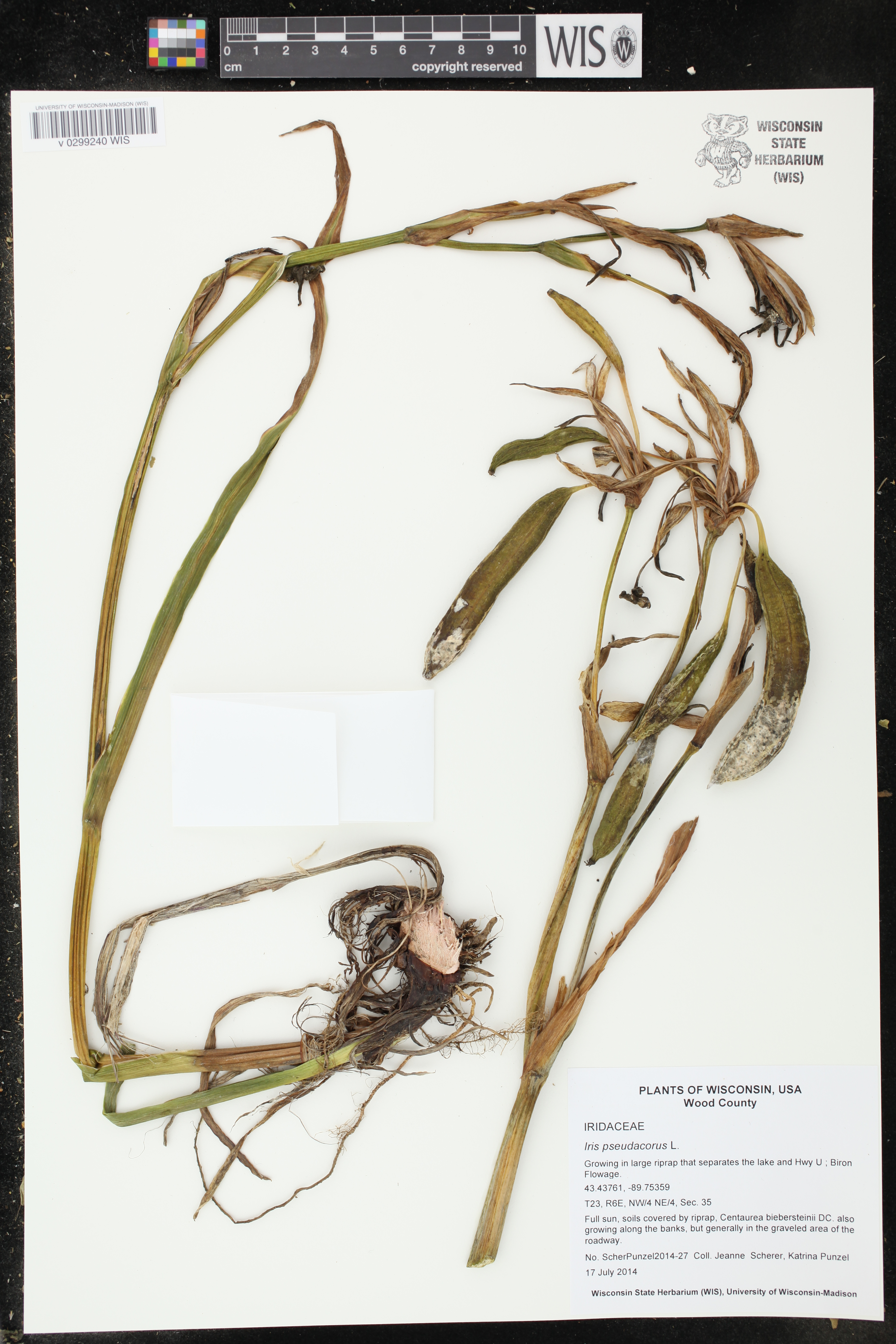 Iris pseudacorus image