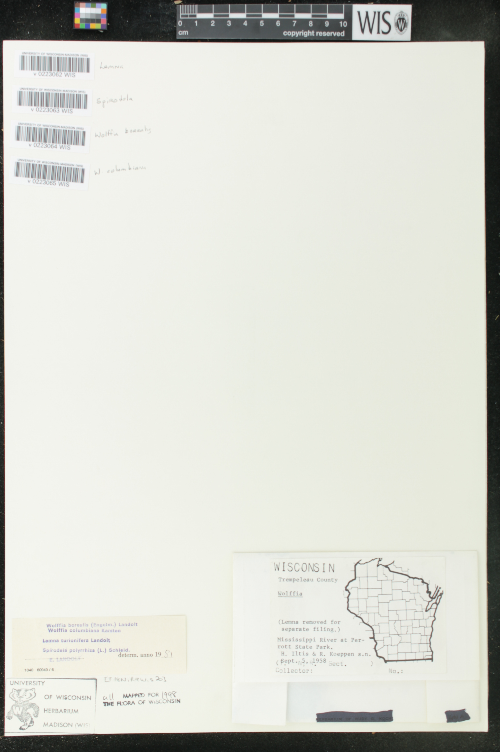 Wolffia columbiana image