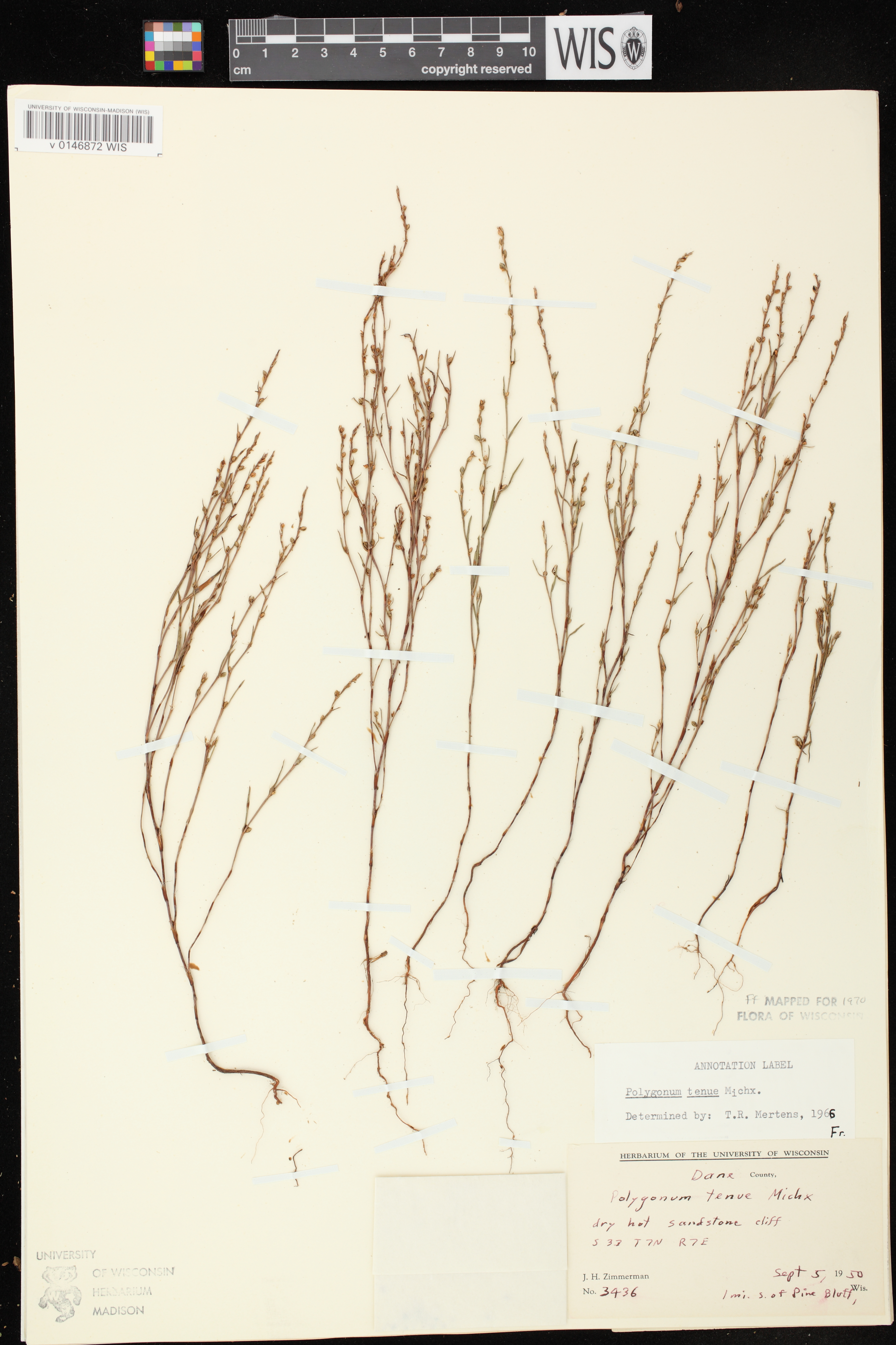 Polygonum tenue image