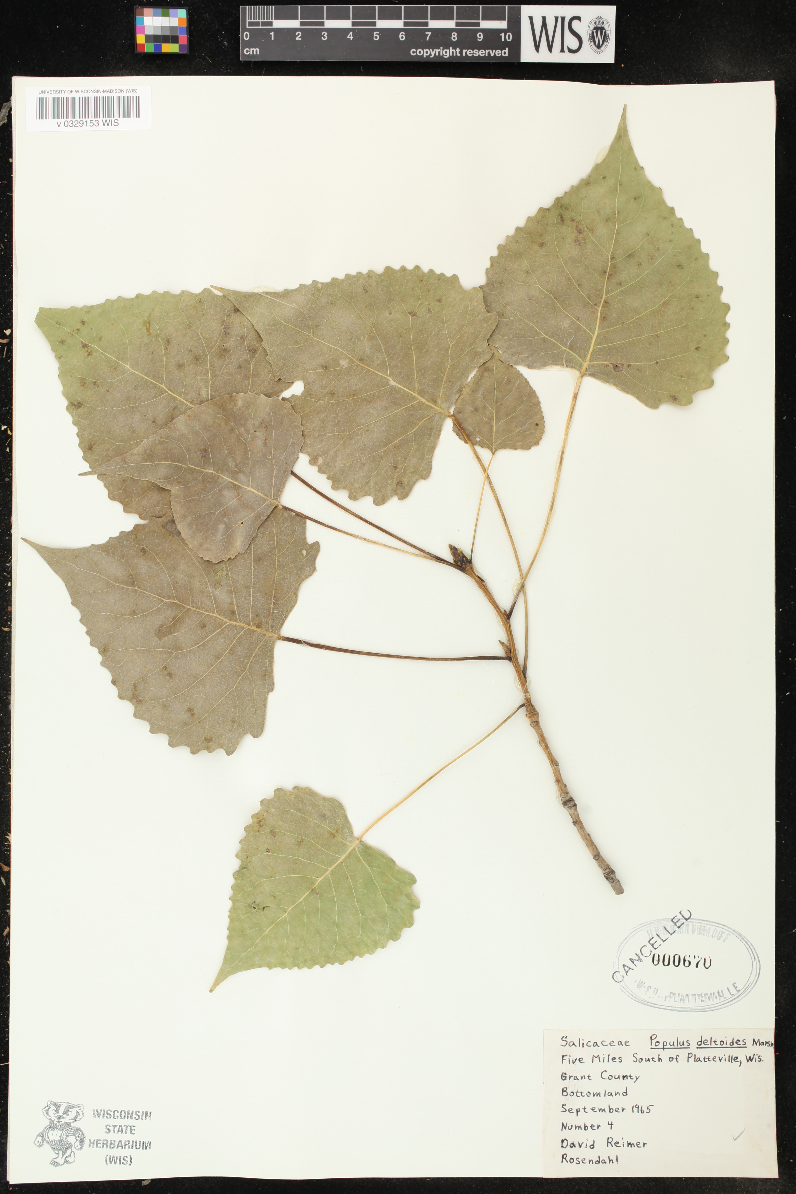 Populus deltoides image