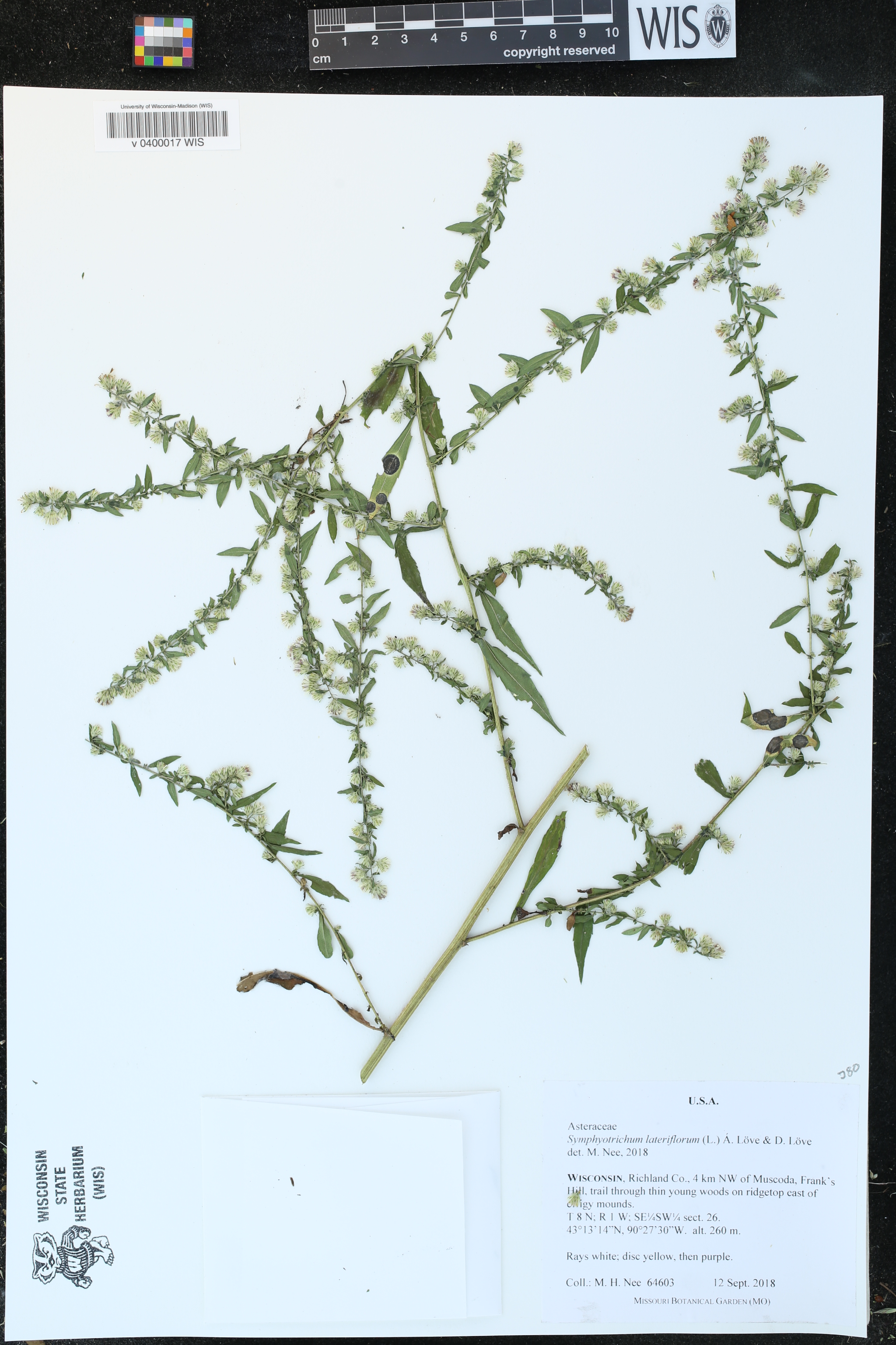 Symphyotrichum lateriflorum image