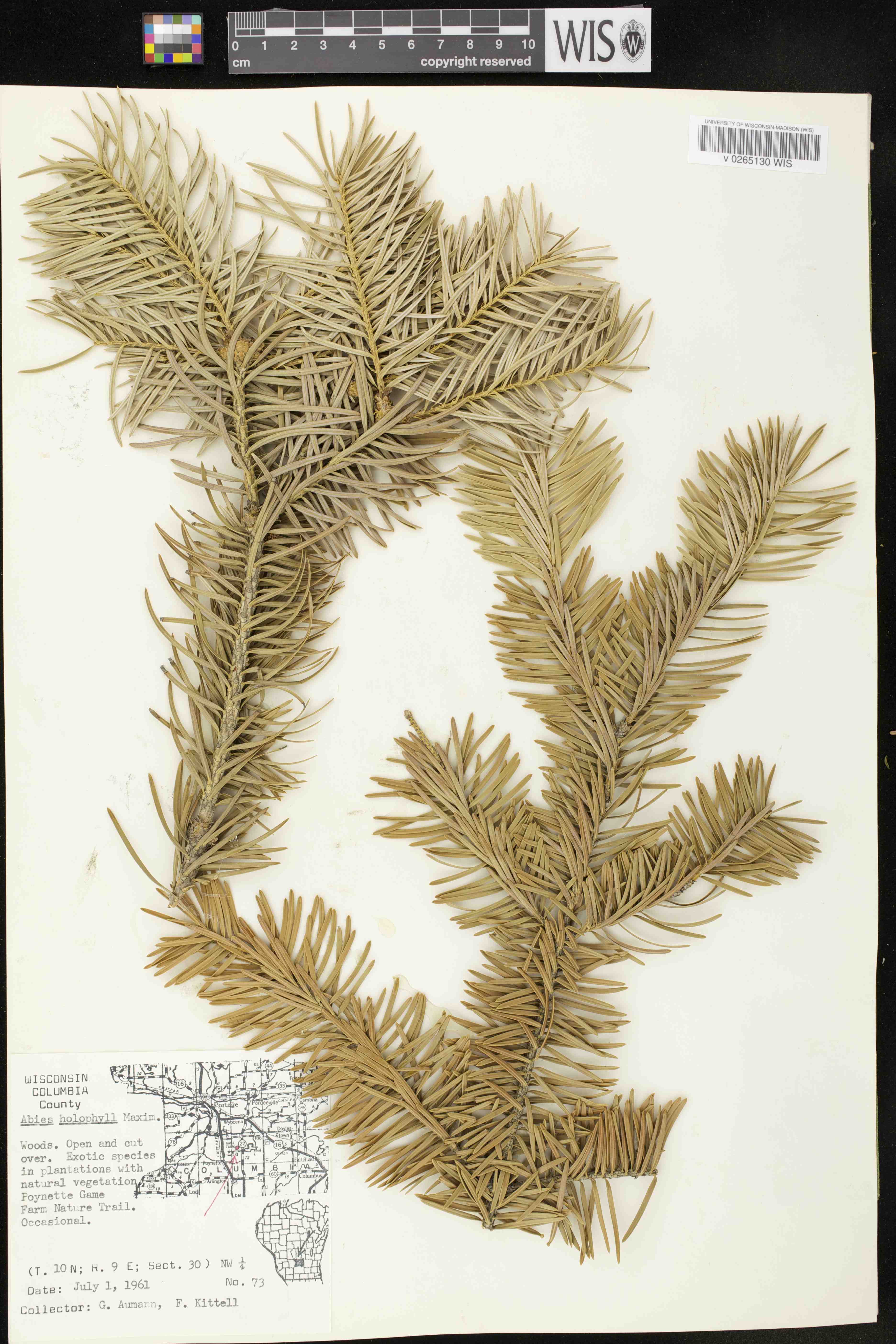 Abies holophylla image